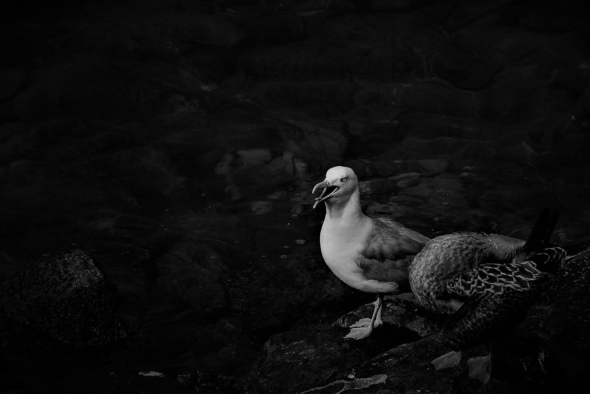 Sony DT 18-200mm F3.5-6.3 sample photo. Seagull photography