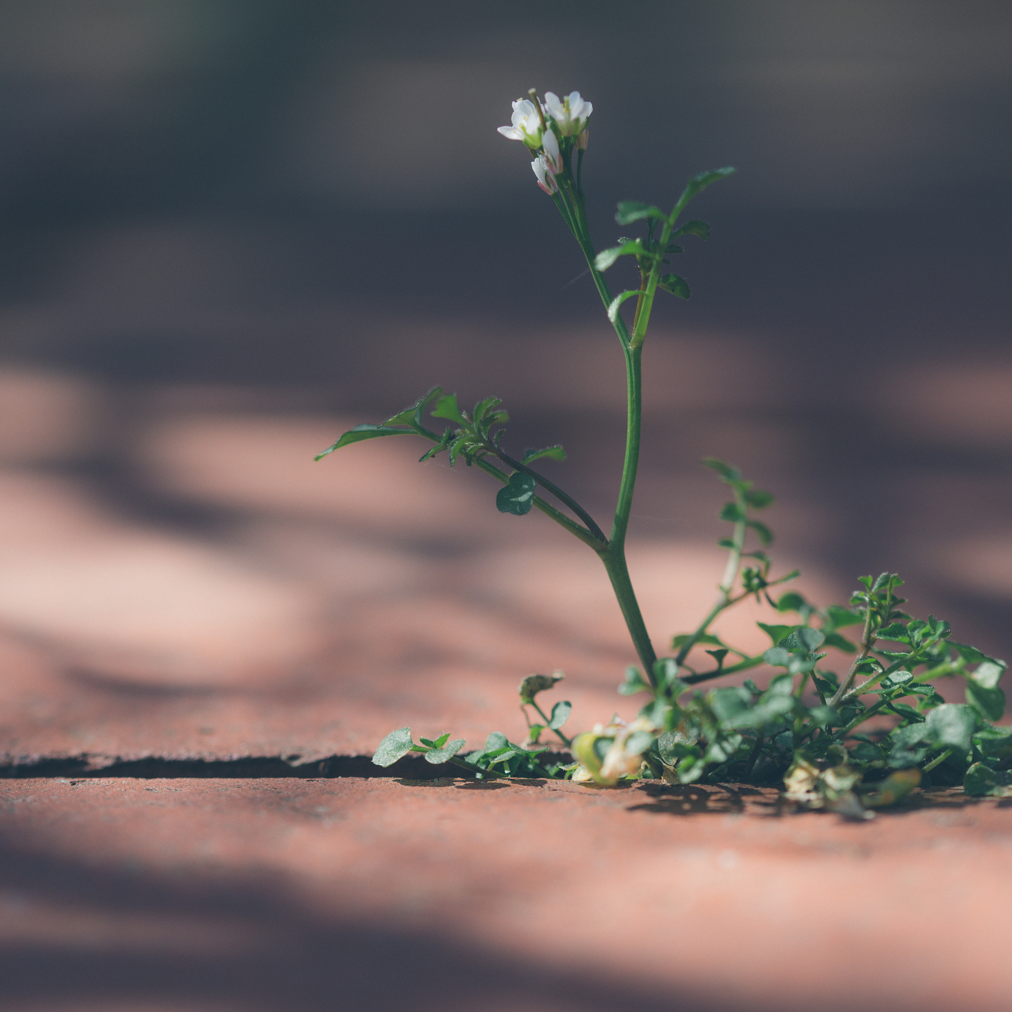 Sony a99 II + 105mm F2.8 sample photo. Streetgrowth photography