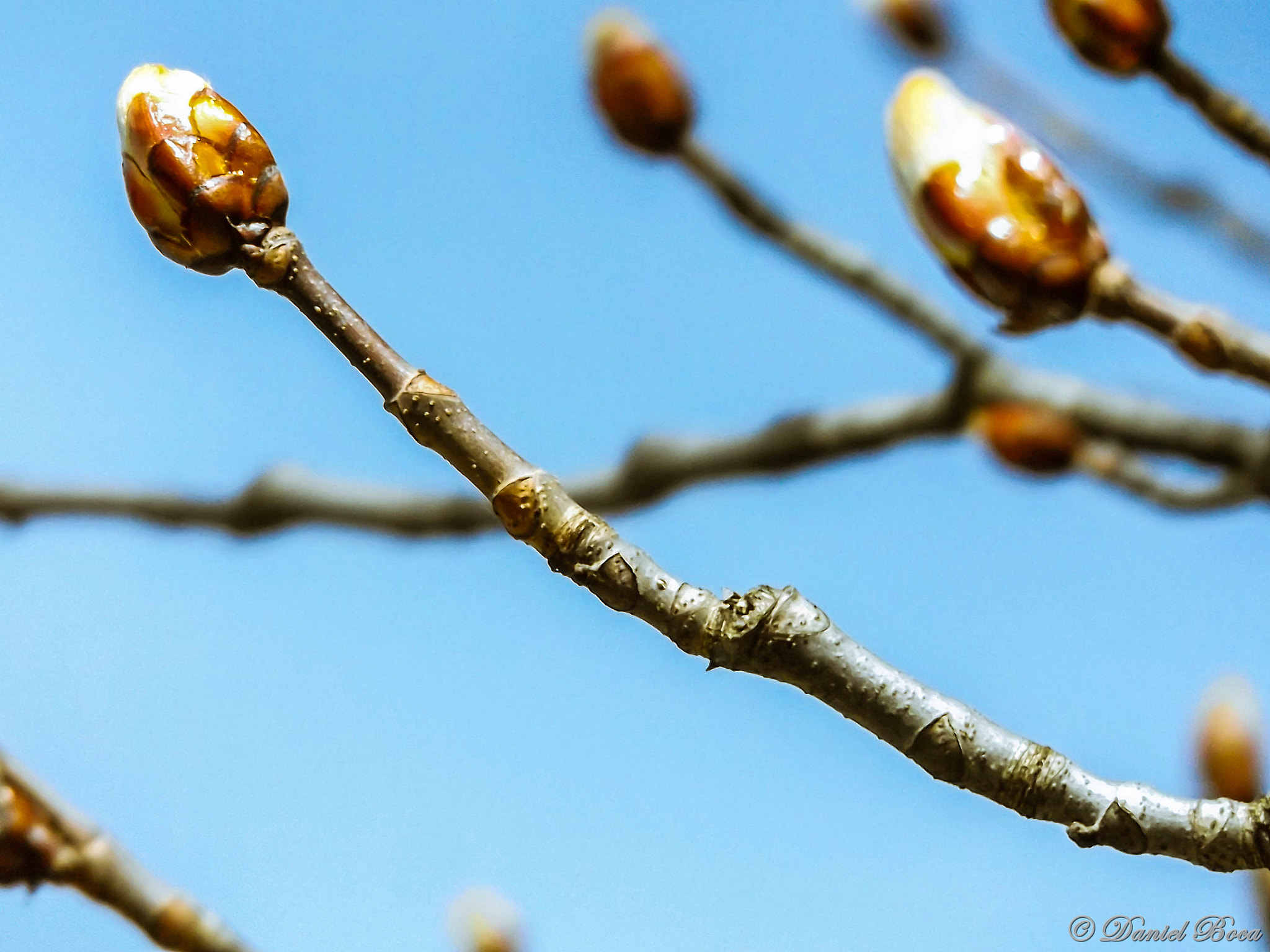 Fujifilm FinePix S8600 sample photo. Rebirth of march photography