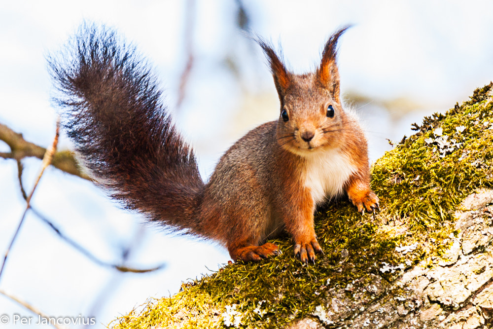 Canon EOS 40D + Tamron SP 150-600mm F5-6.3 Di VC USD sample photo. Red squirrel photography