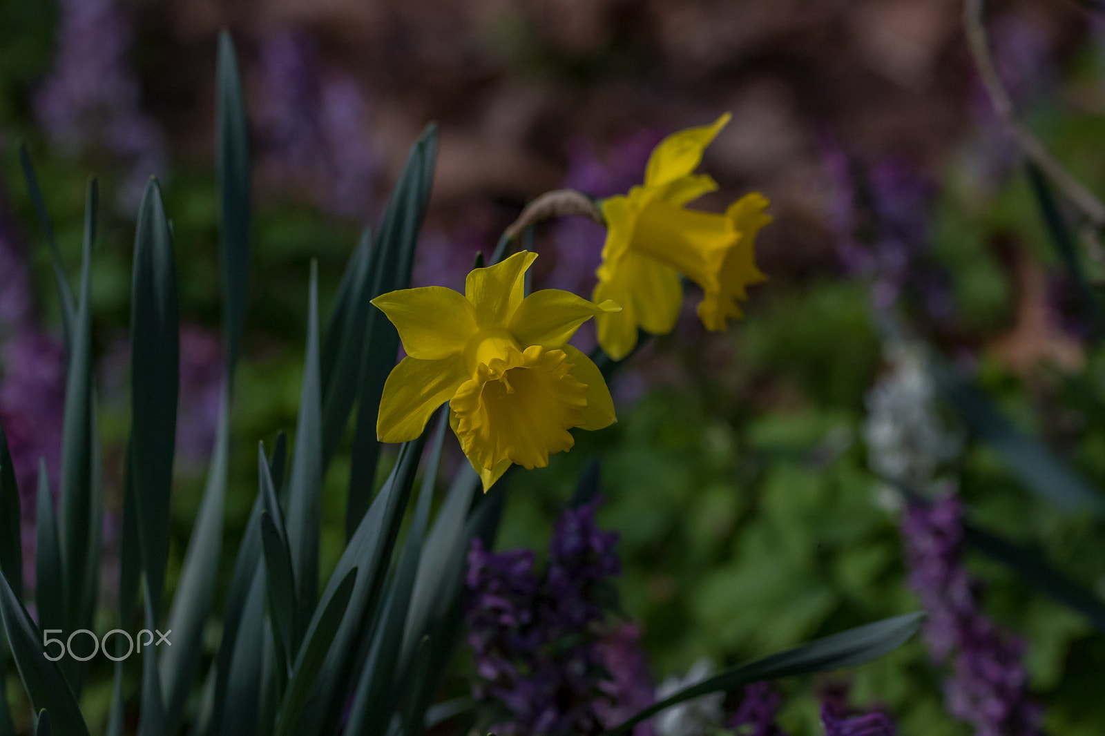 150-600mm F5-6.3 DG OS HSM | Contemporary 015 sample photo. Life is beautiful photography