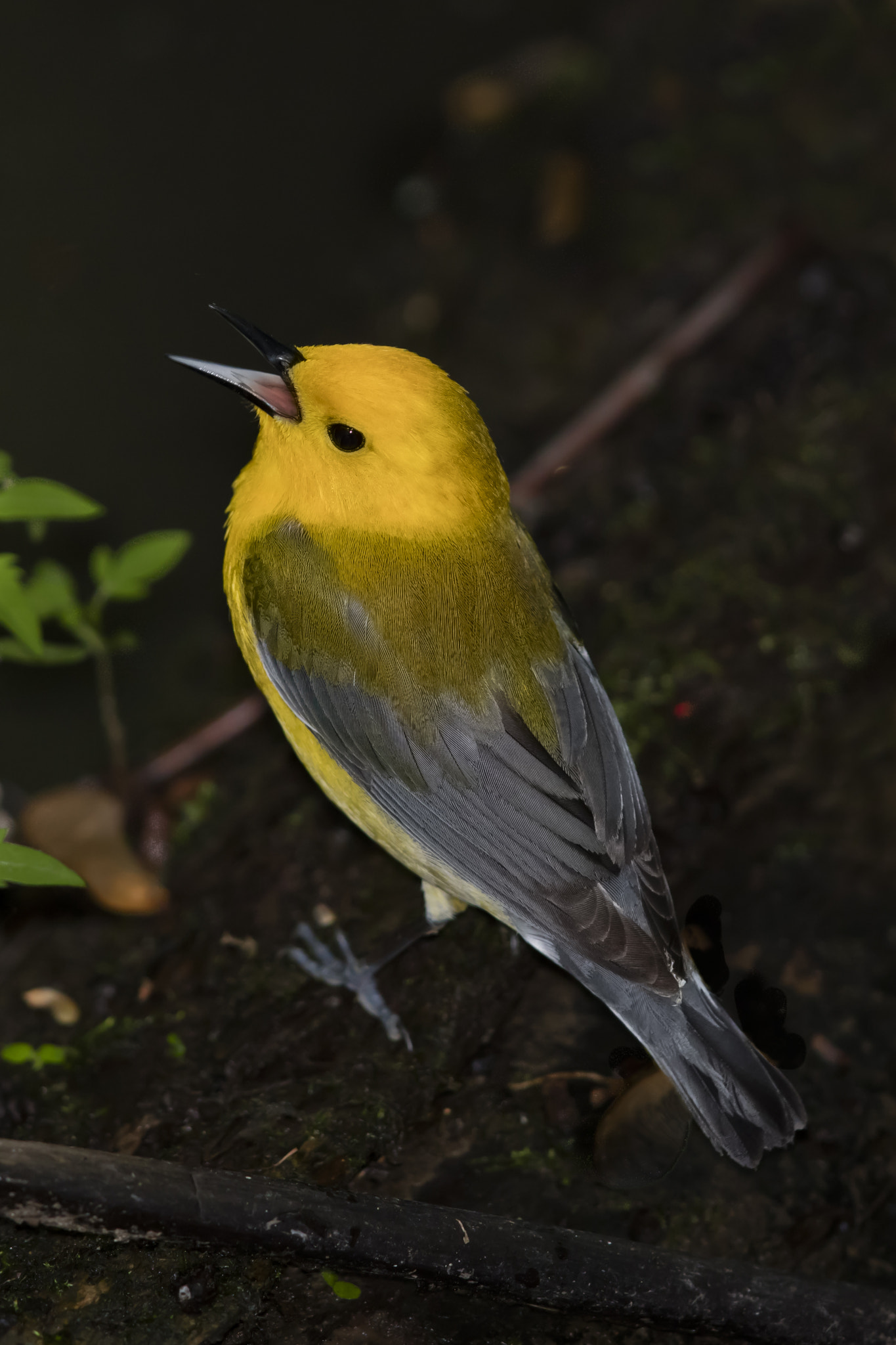 Canon EF 600mm F4L IS II USM sample photo. Prothonotary warbler / paruline orangée photography