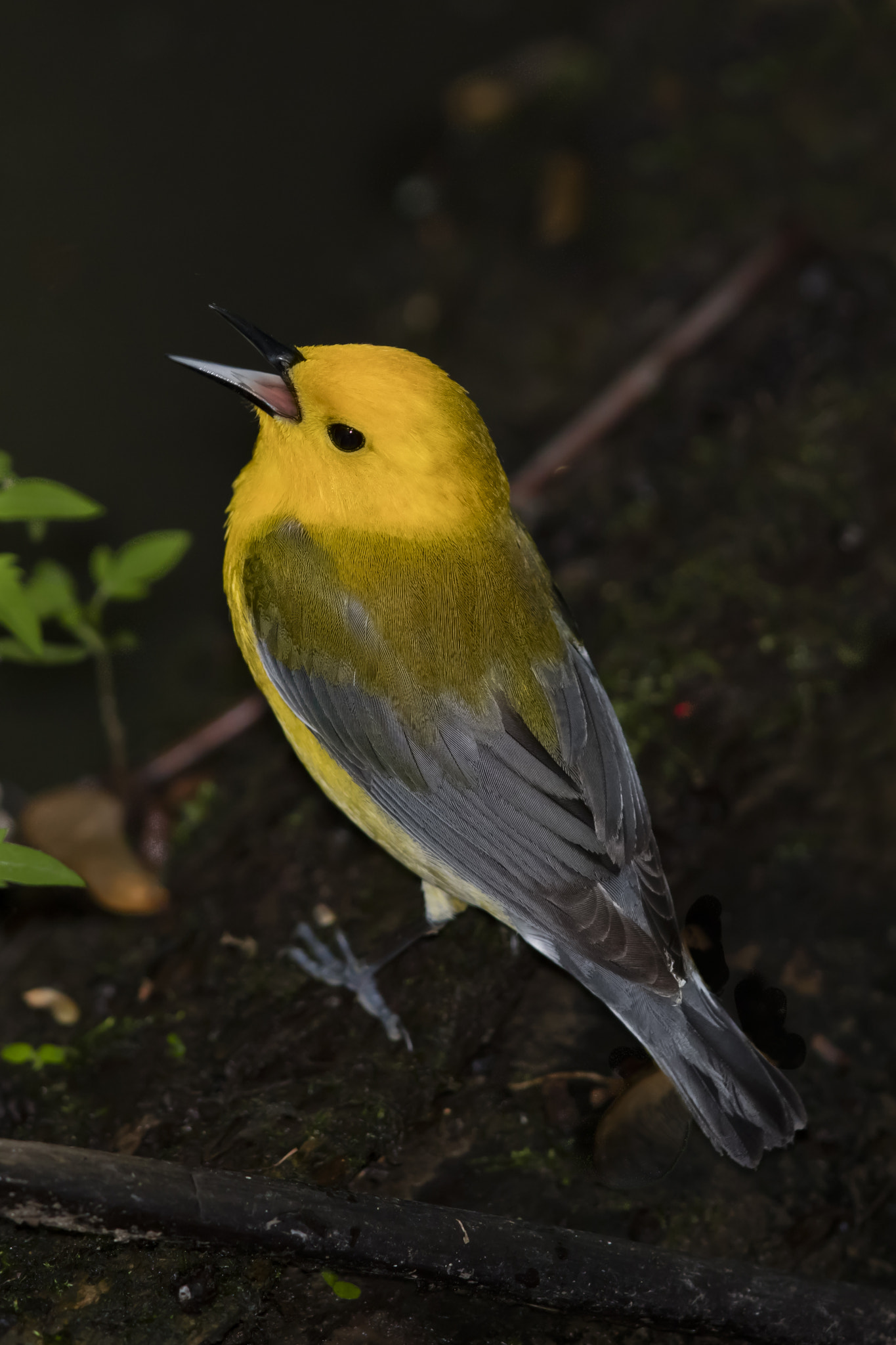 Canon EOS 5DS R + Canon EF 600mm F4L IS II USM sample photo. Prothonotary warbler / paruline orangée photography