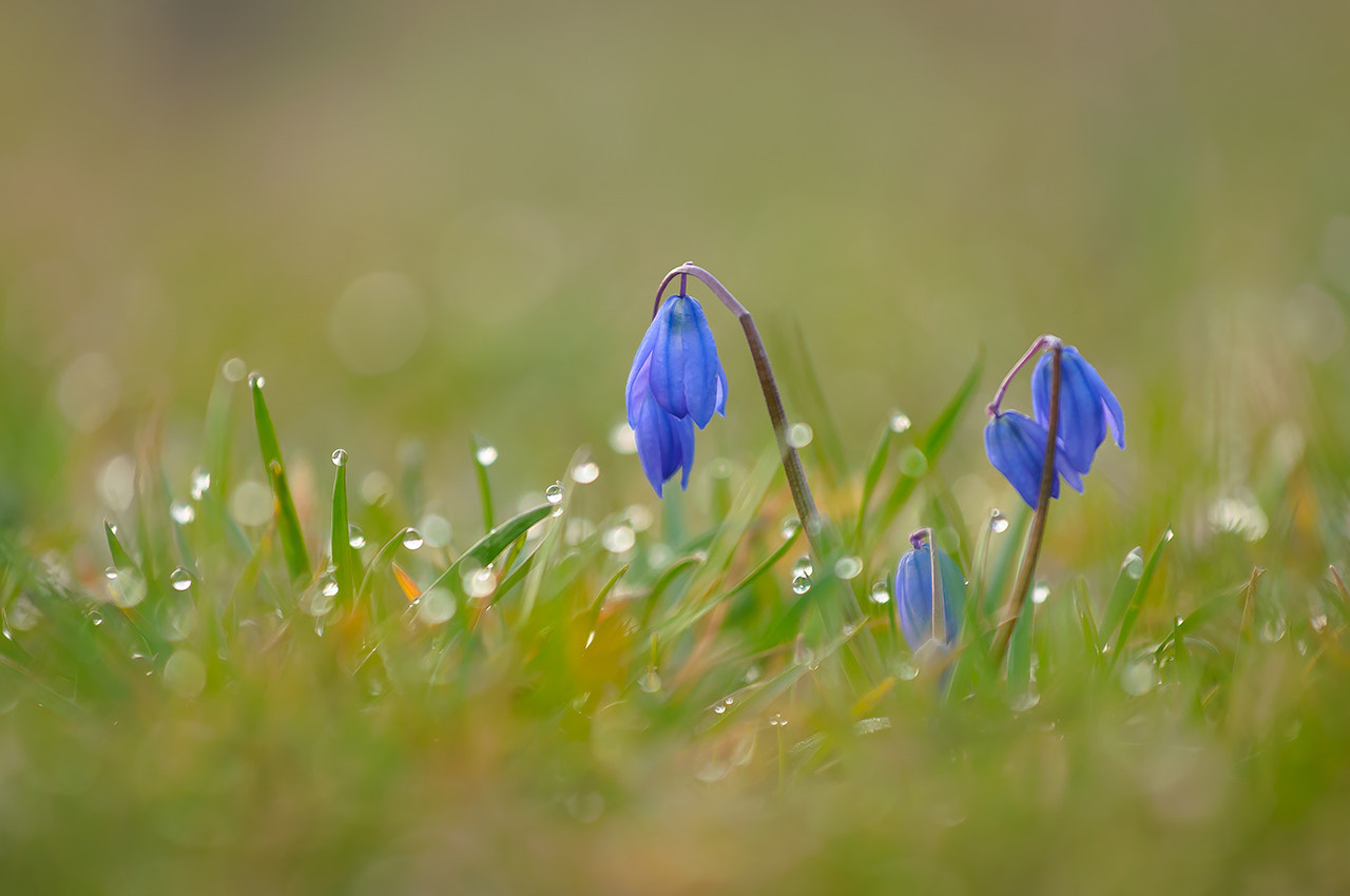 Nikon D300 + Nikon AF-S Nikkor 70-200mm F4G ED VR sample photo. Пролески в росе (scilla in a dew) photography