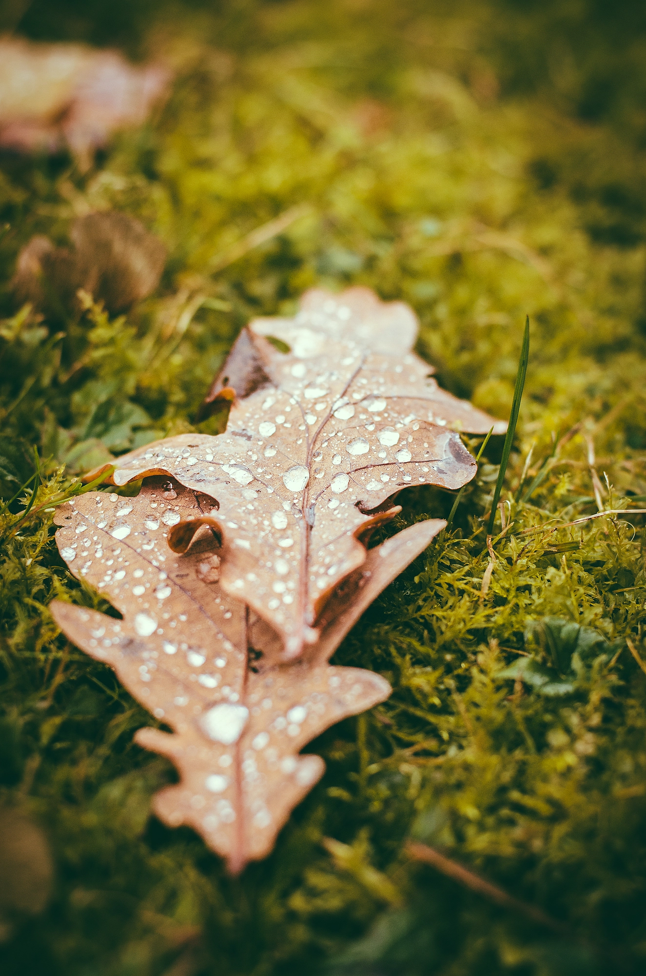 Nikon D7000 + Nikon AF-S Nikkor 50mm F1.8G sample photo. Herbstlandschaft photography