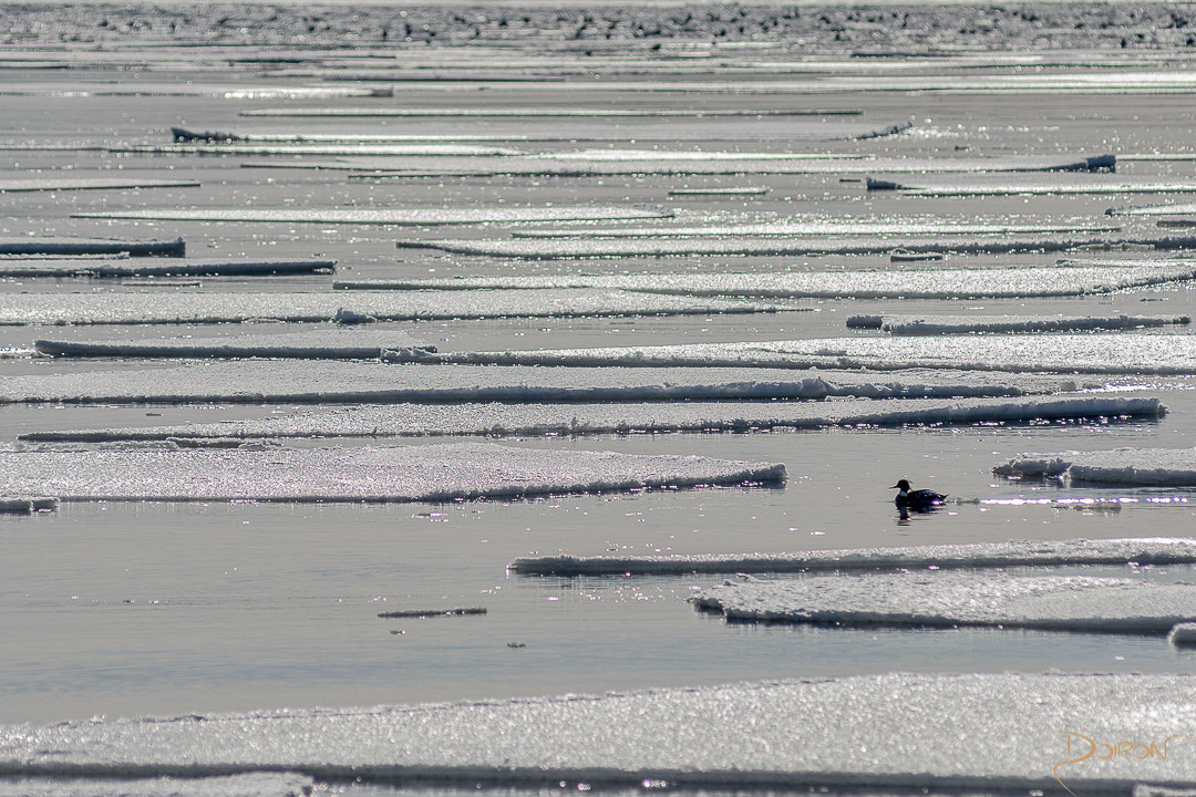 Nikon D7200 + Nikon AF-Nikkor 80-200mm F2.8D ED sample photo. In among the ice pans photography