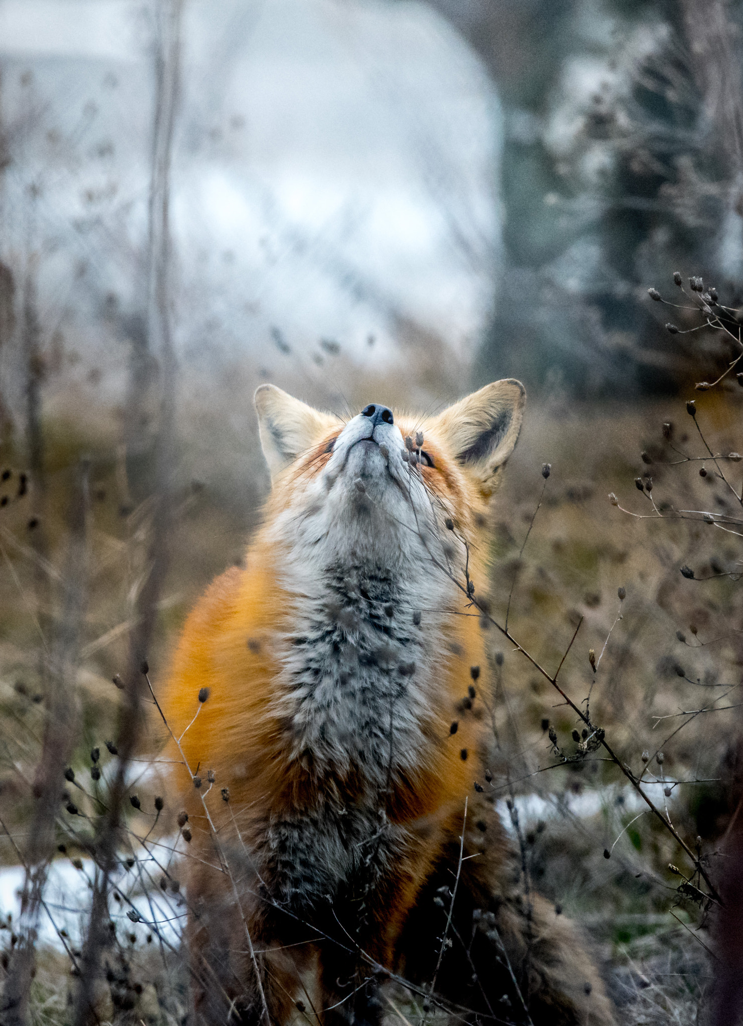 Nikon D750 + Sigma 150-600mm F5-6.3 DG OS HSM | C sample photo. First day of spring photography