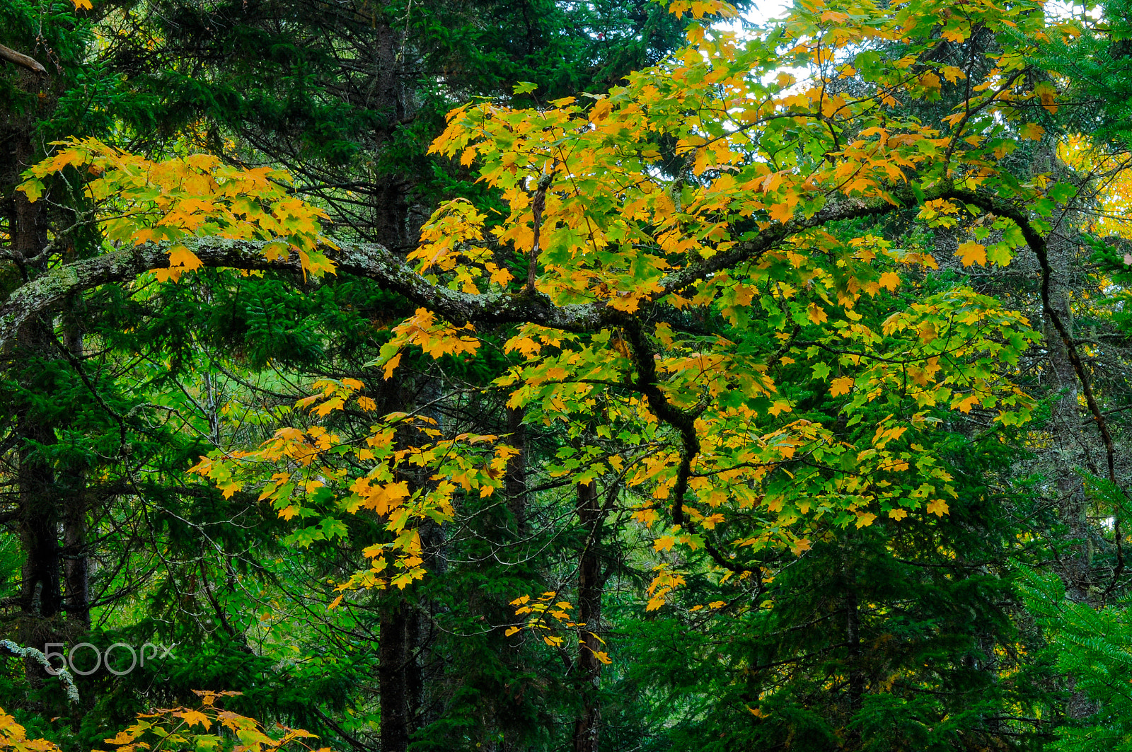 AF Zoom-Nikkor 75-300mm f/4.5-5.6 sample photo. Sugar maple photography