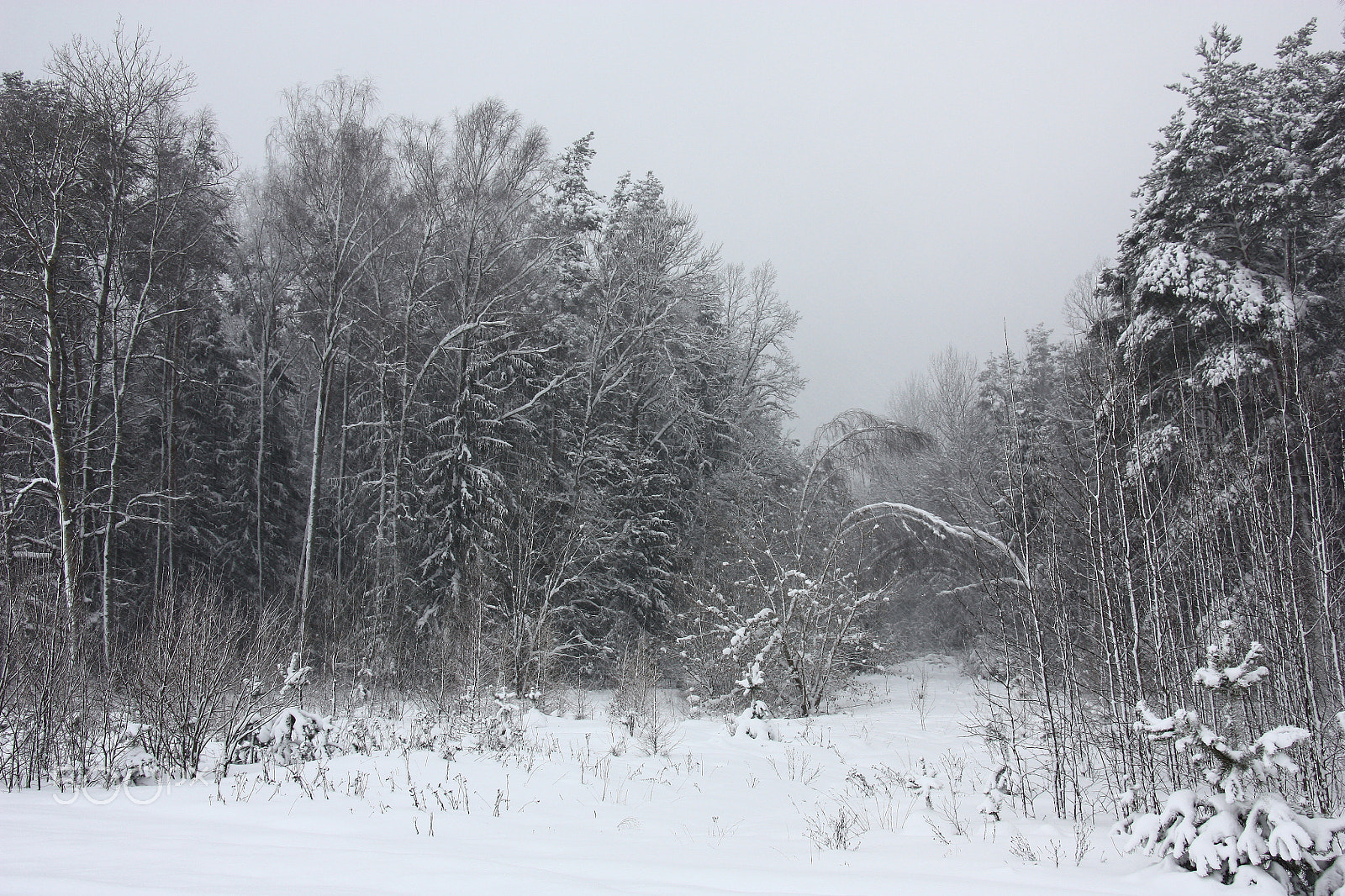 Canon EOS 450D (EOS Rebel XSi / EOS Kiss X2) sample photo. Forest during a snowfall. photography