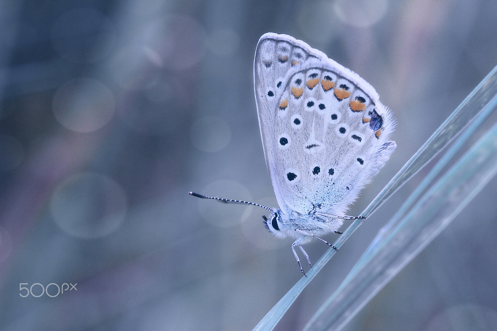 Canon EF 100mm F2.8L Macro IS USM sample photo. The torn wing. Рваное крылышко photography