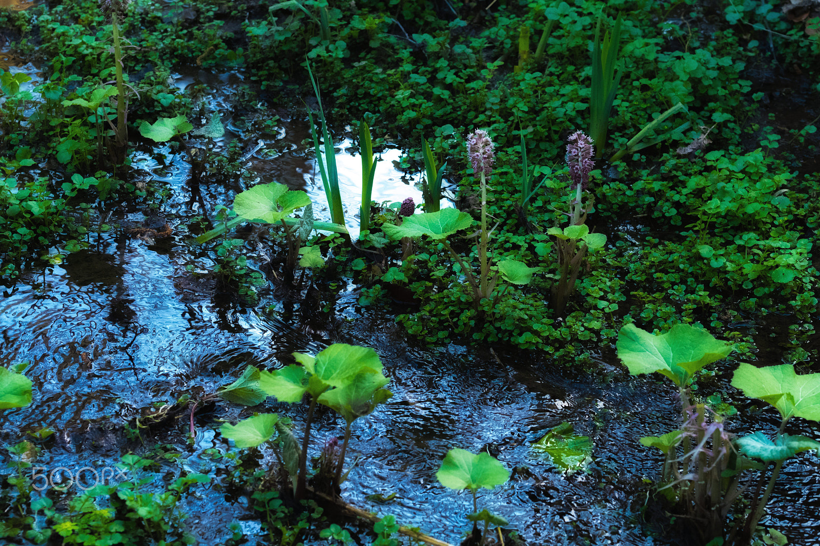 Fujifilm X-Pro2 sample photo. Swamp in spring photography