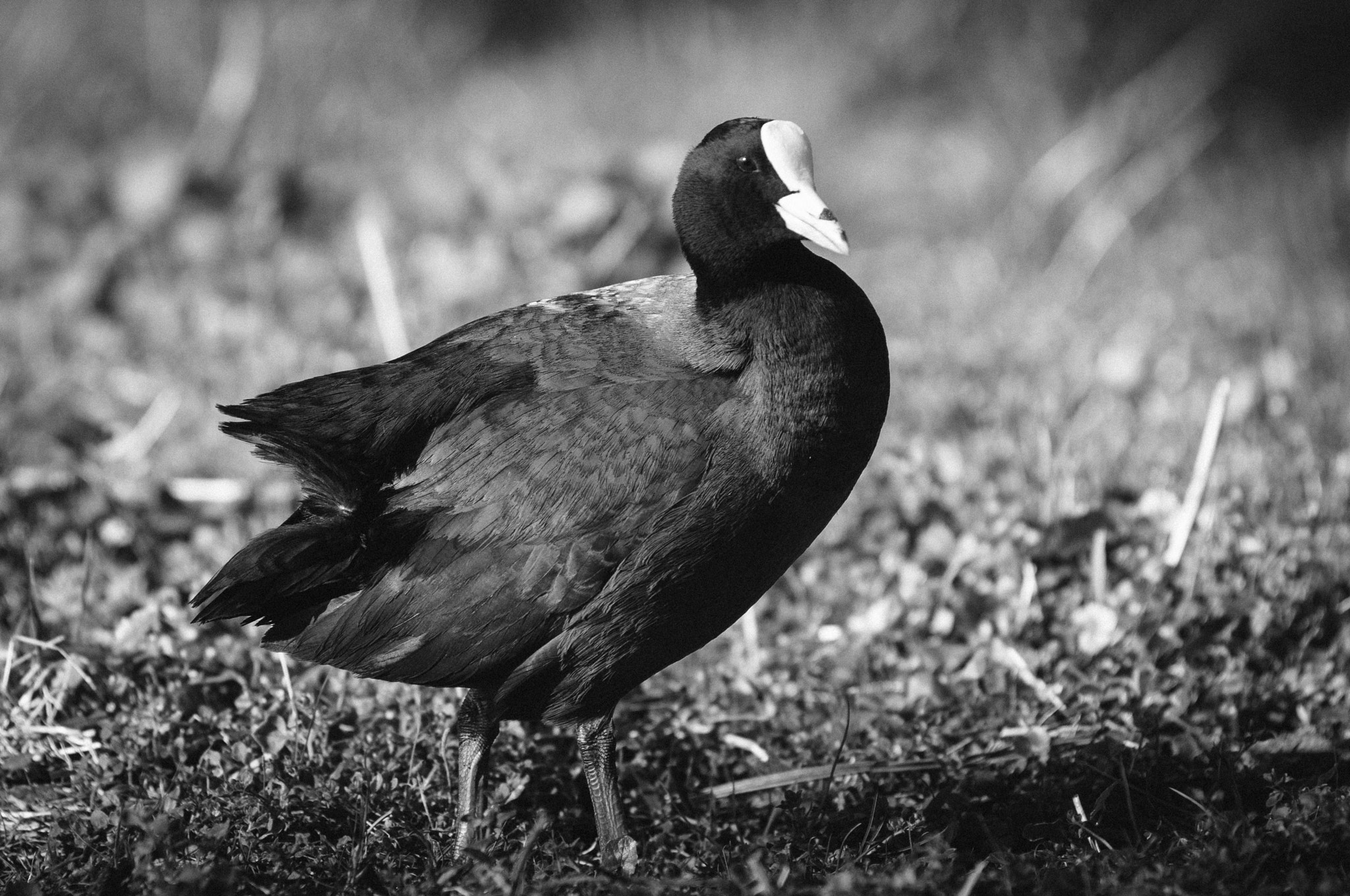 Nikon AF-Nikkor 80-200mm F2.8D ED sample photo. Blackbird photography