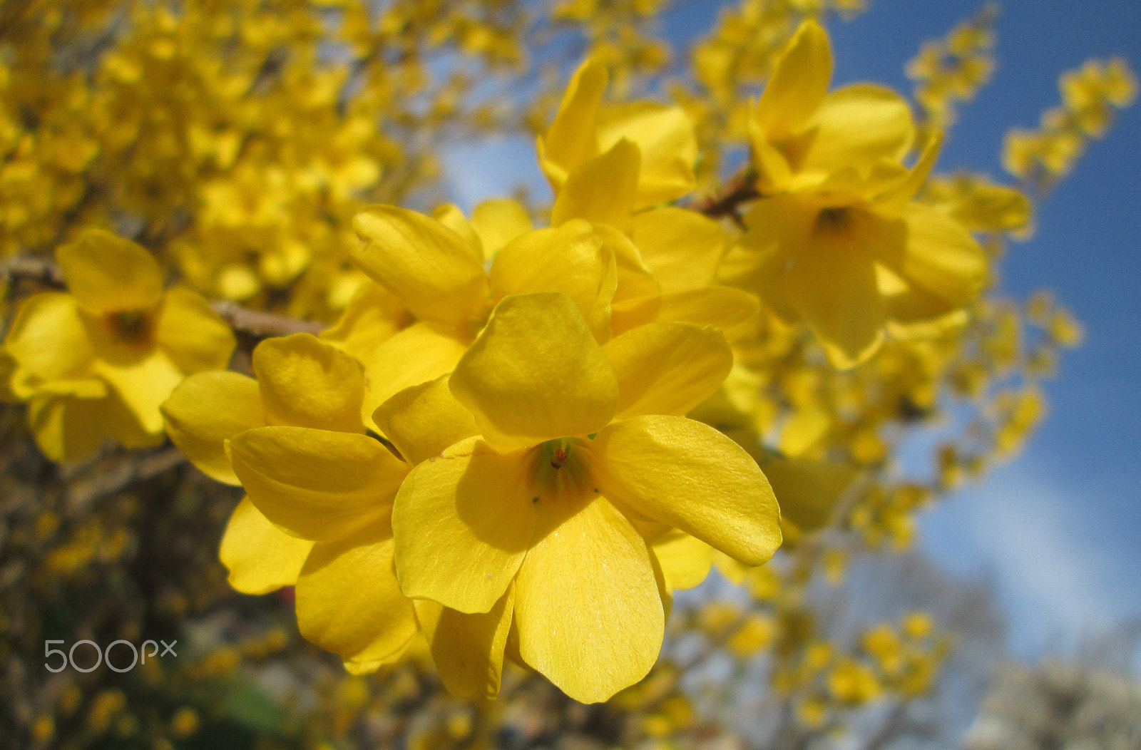 Canon PowerShot A810 sample photo. Golden branch photography