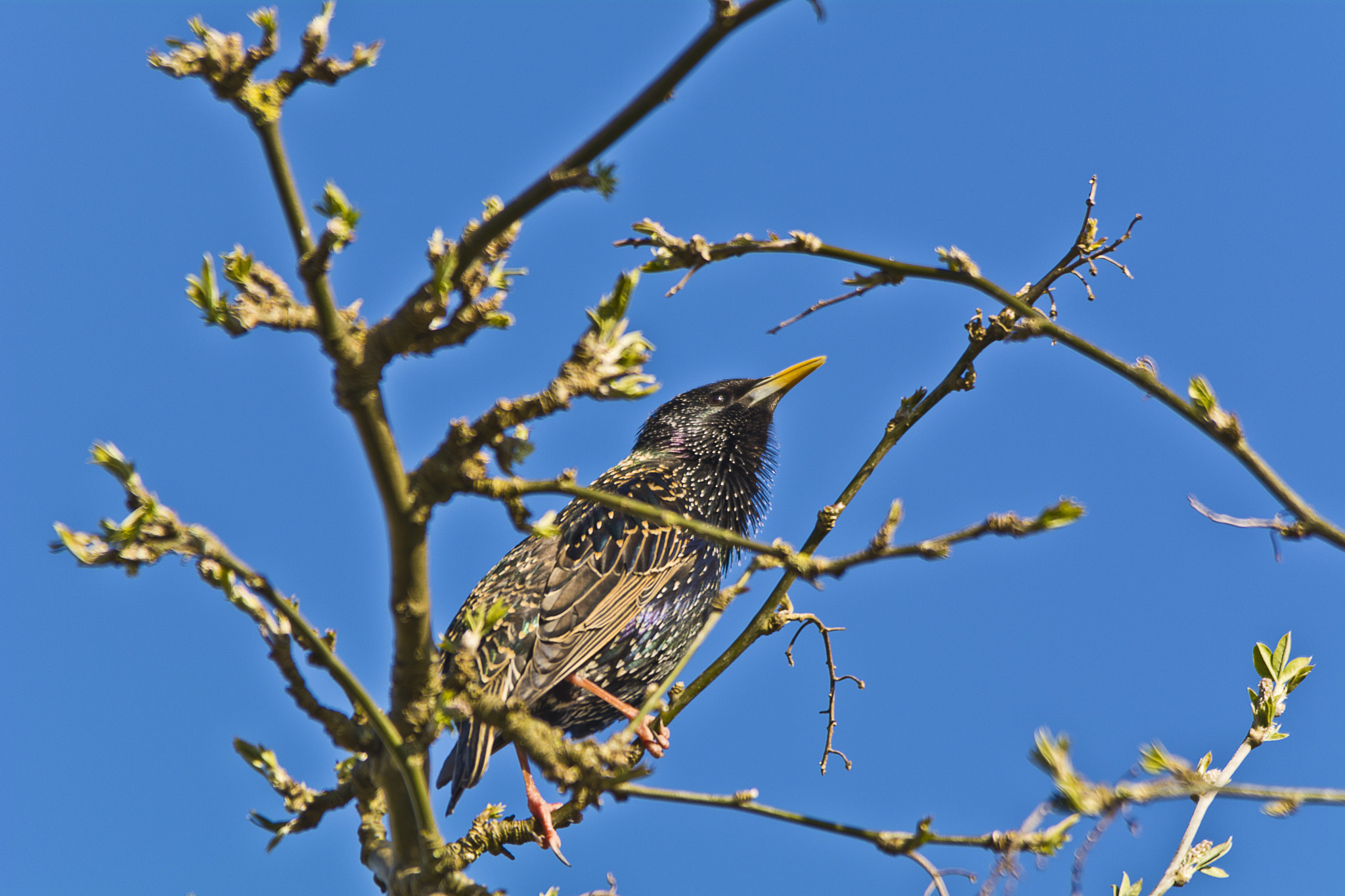 Sigma 150-500mm F5-6.3 DG OS HSM sample photo. Common or european starling - sturnus vulgaris photography