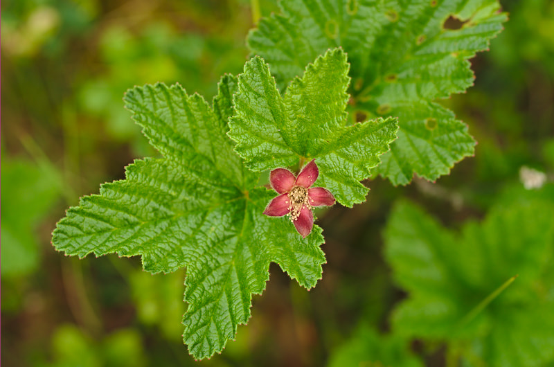 Nikon D3S + Tamron SP 90mm F2.8 Di VC USD 1:1 Macro (F004) sample photo. Cloudberry photography