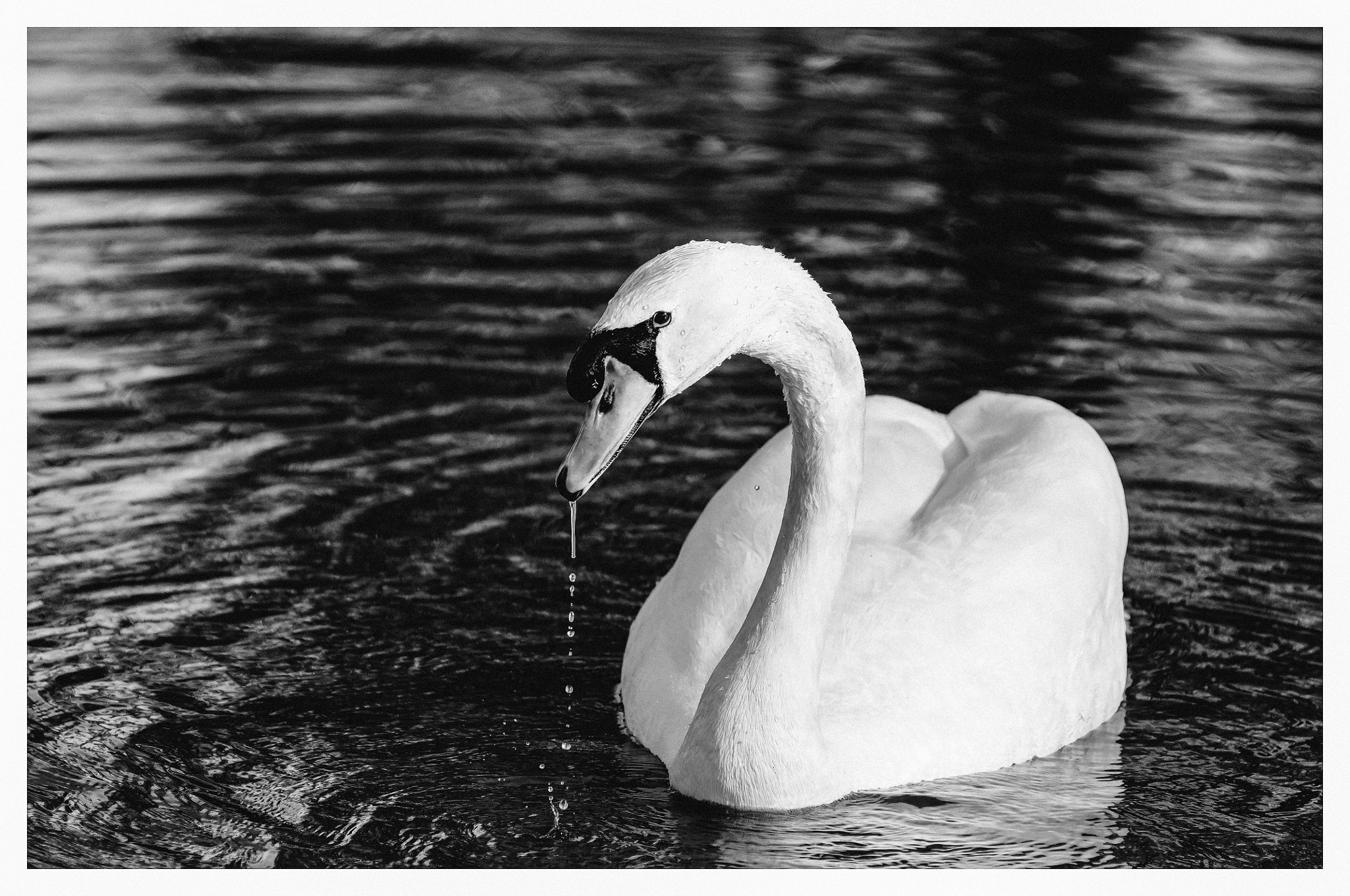 Nikon D300 + Nikon AF-Nikkor 80-200mm F2.8D ED sample photo. The pond photography