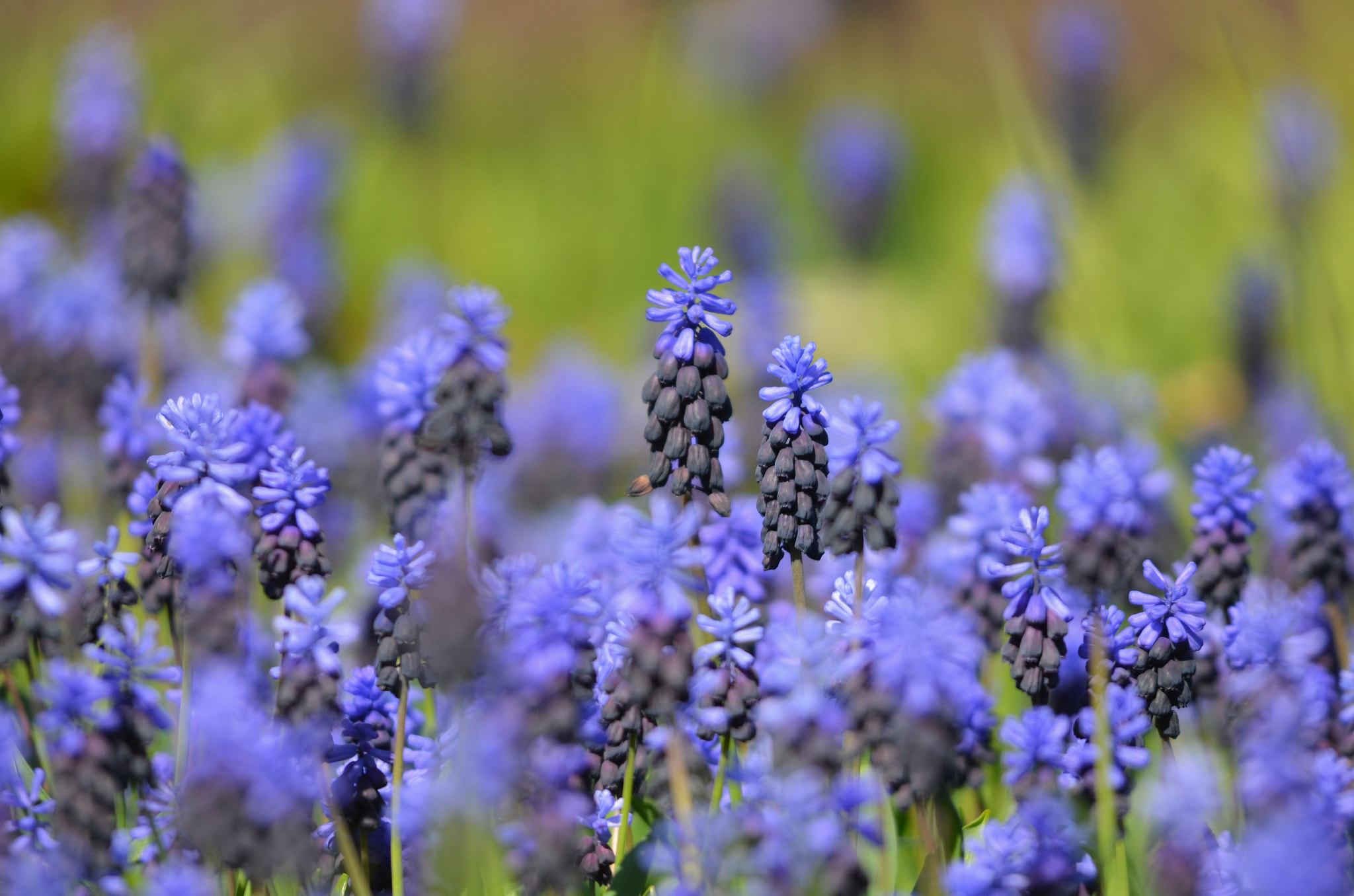 Nikon D5100 + Sigma 150-500mm F5-6.3 DG OS HSM sample photo. Muscari photography