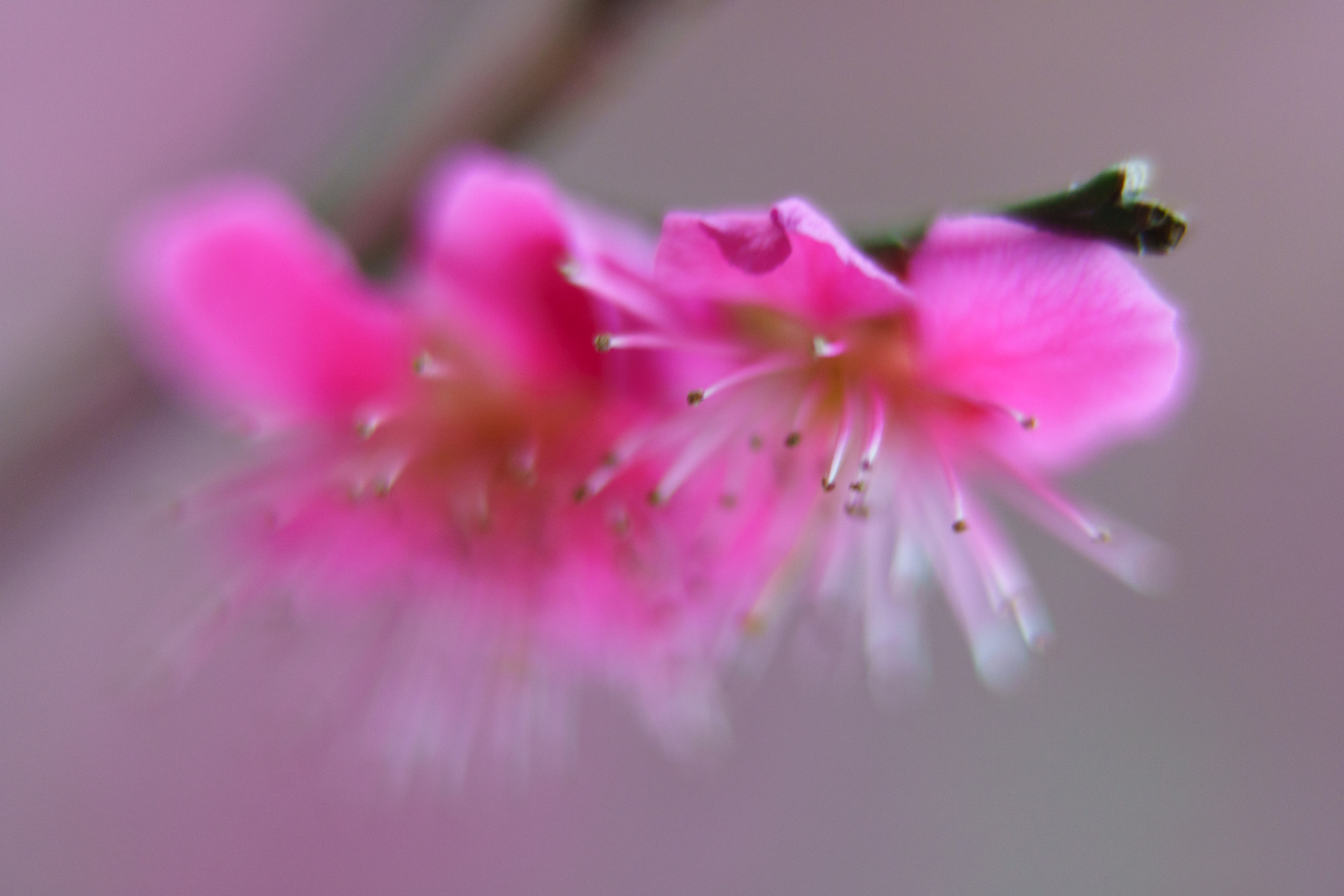 Sony a6500 + Sony Sonnar T* FE 55mm F1.8 ZA sample photo. Flower on takao mountain photography