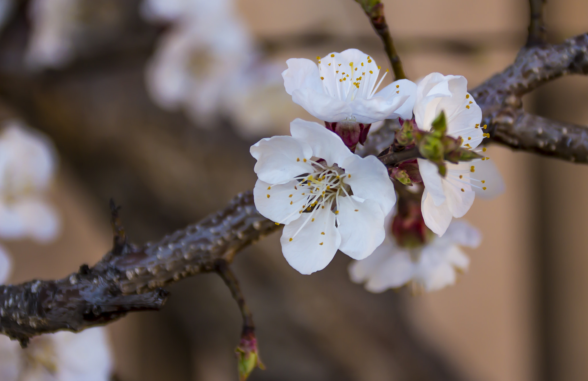 Canon EOS 600D (Rebel EOS T3i / EOS Kiss X5) sample photo. Apricots are growing photography