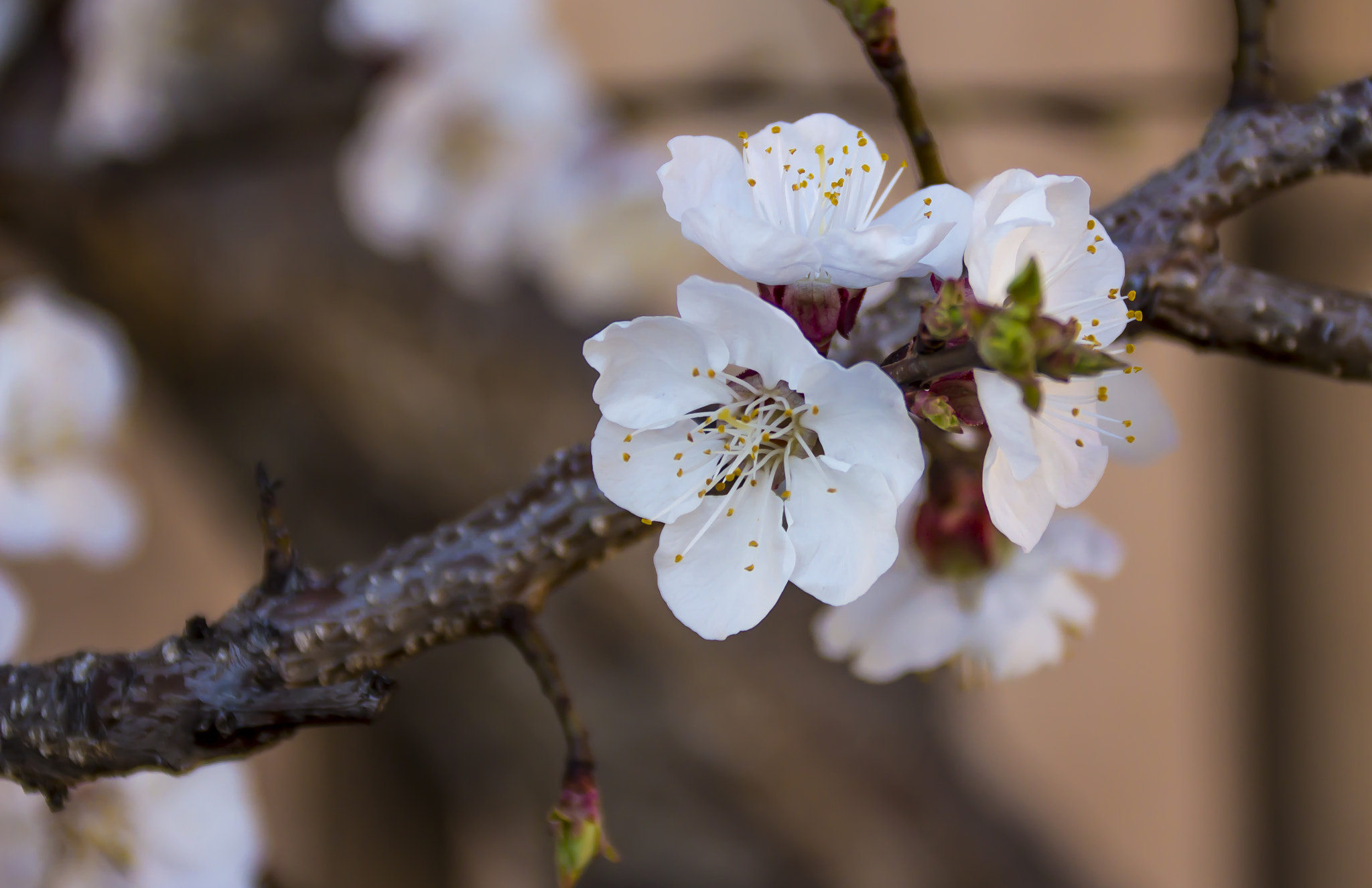 Canon EF 75-300mm F4.0-5.6 IS USM sample photo. Apricots are growing photography