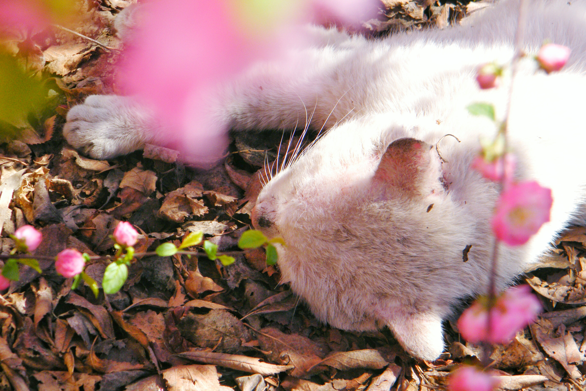 Fujifilm FinePix S2000HD sample photo