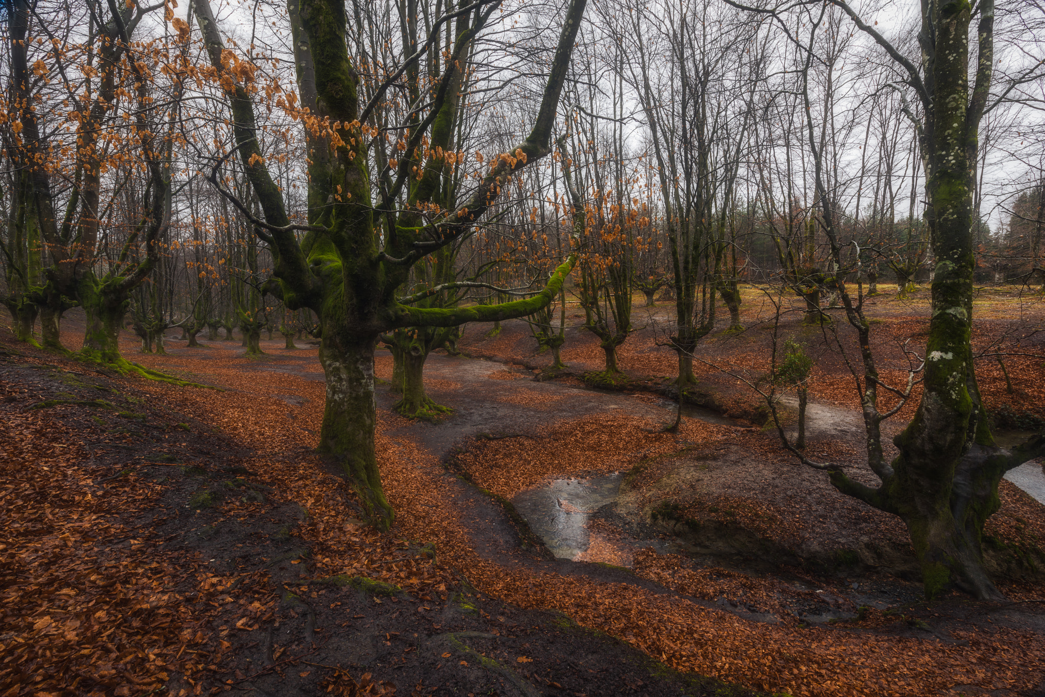 Tamron SP 15-30mm F2.8 Di VC USD sample photo. Otzarreta photography