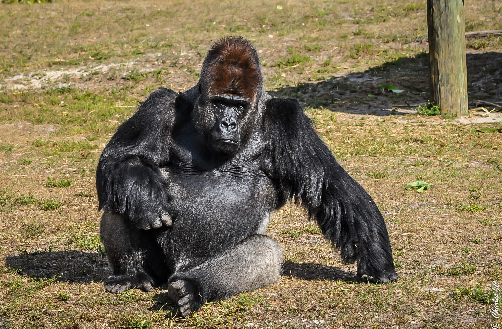 Nikon D5000 sample photo. King silverback photography