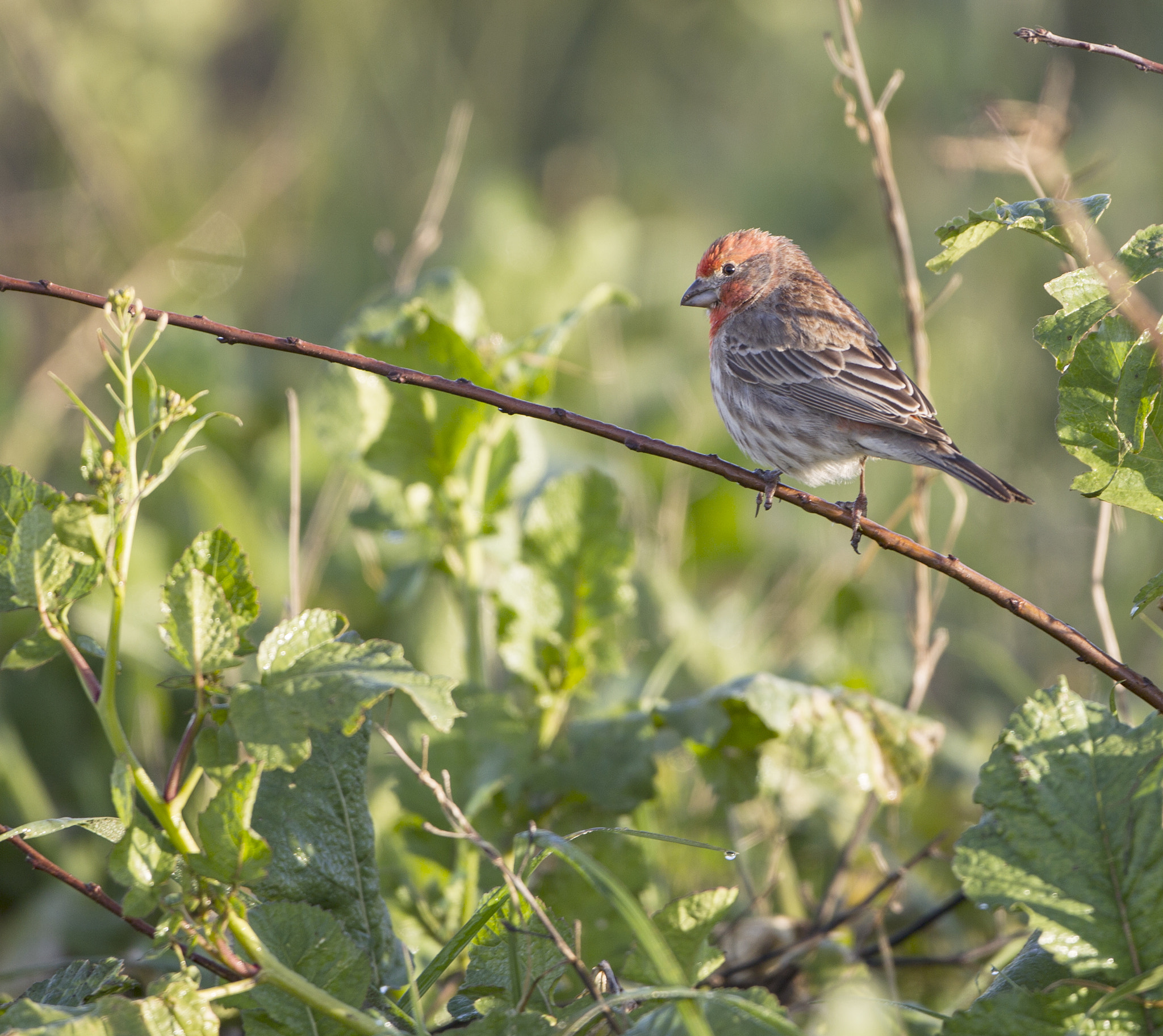 Canon EOS-1D Mark IV + Canon EF 500mm F4L IS USM sample photo