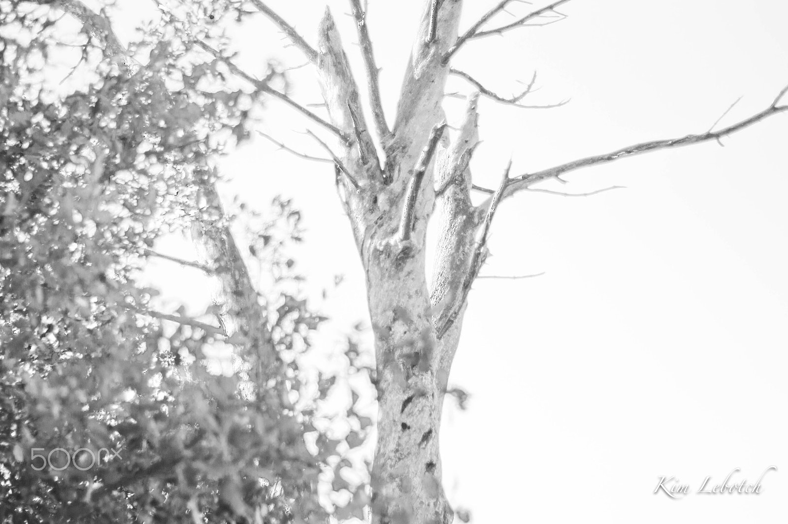 Nikon D3200 sample photo. 31551626545.jpg photography