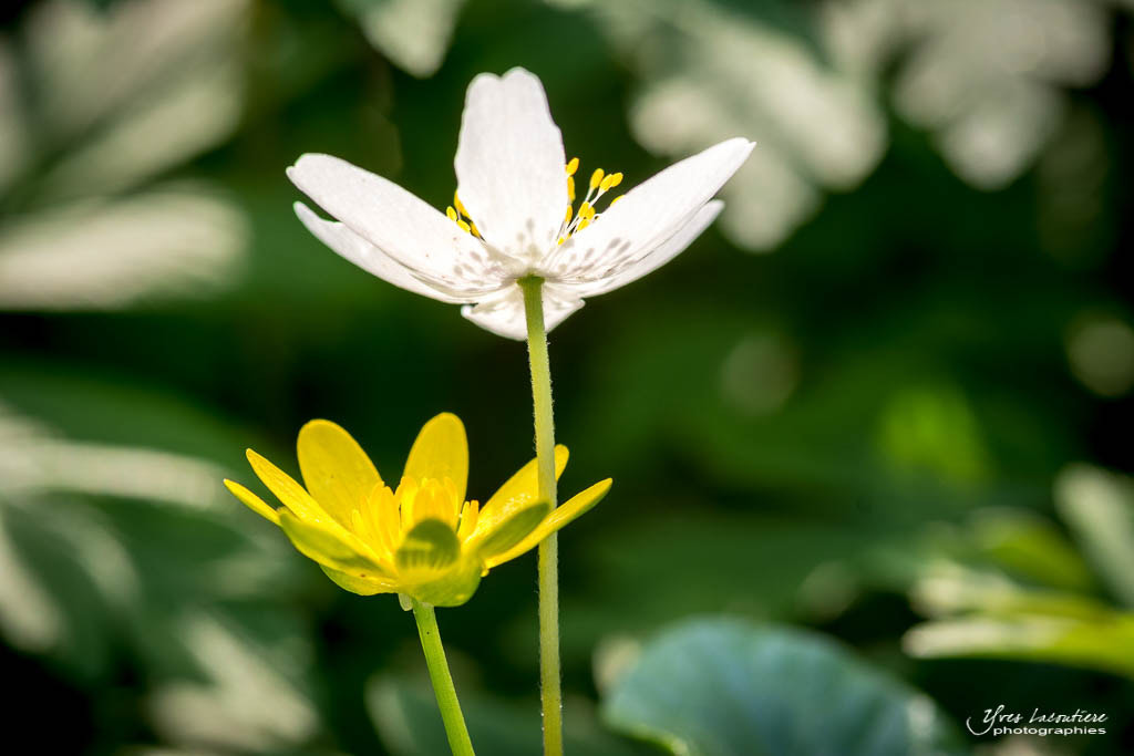 Nikon AF-S Micro-Nikkor 105mm F2.8G IF-ED VR sample photo. Late afternoon in the woods photography