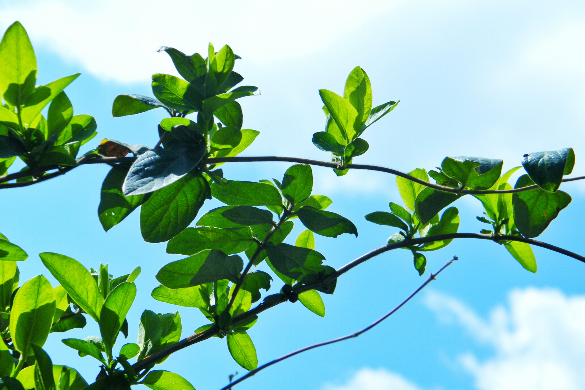 Fujifilm FinePix S2000HD sample photo