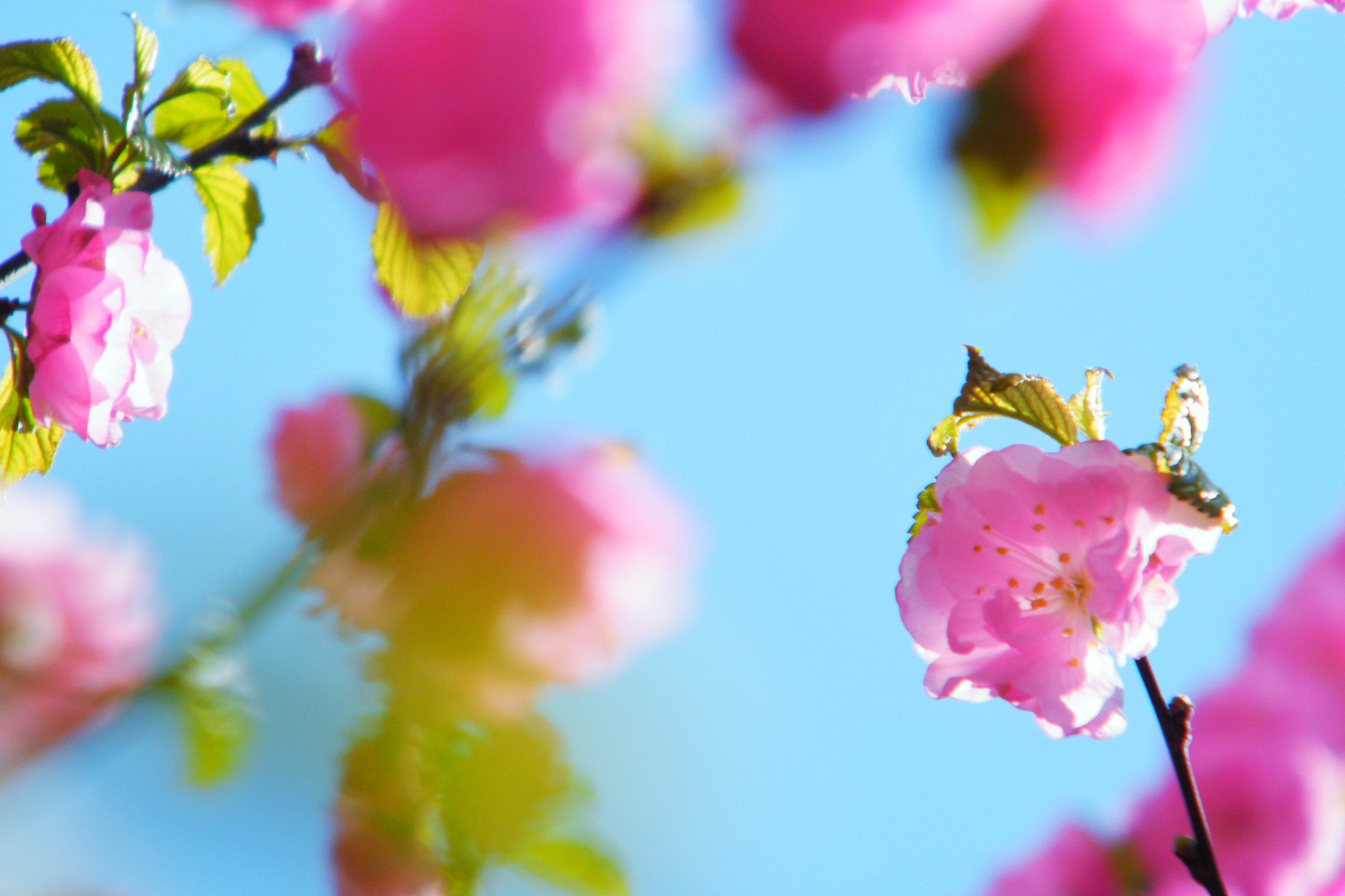 Fujifilm FinePix S2000HD sample photo
