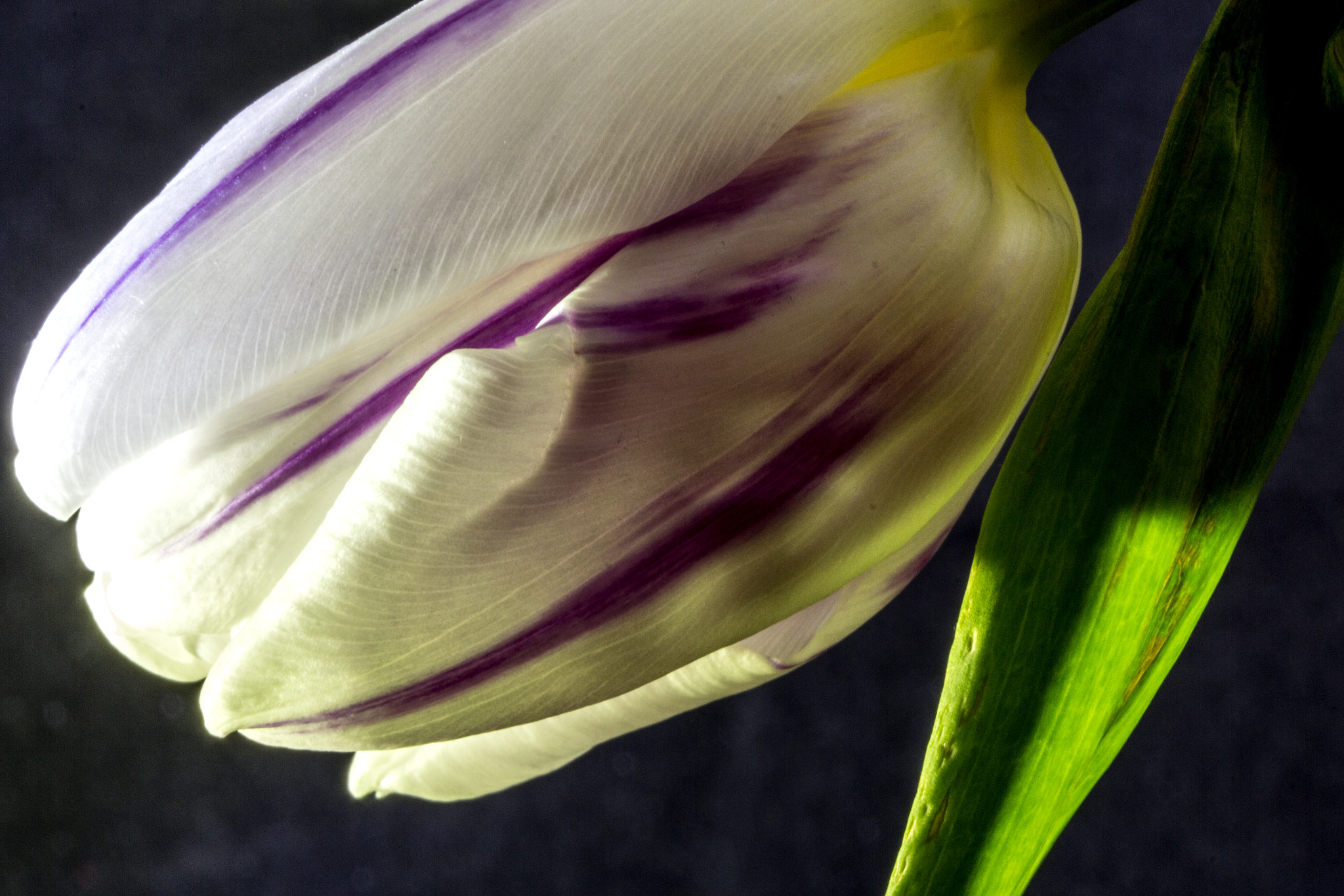 Canon EF 100mm F2.8 Macro USM sample photo. Tulip photography