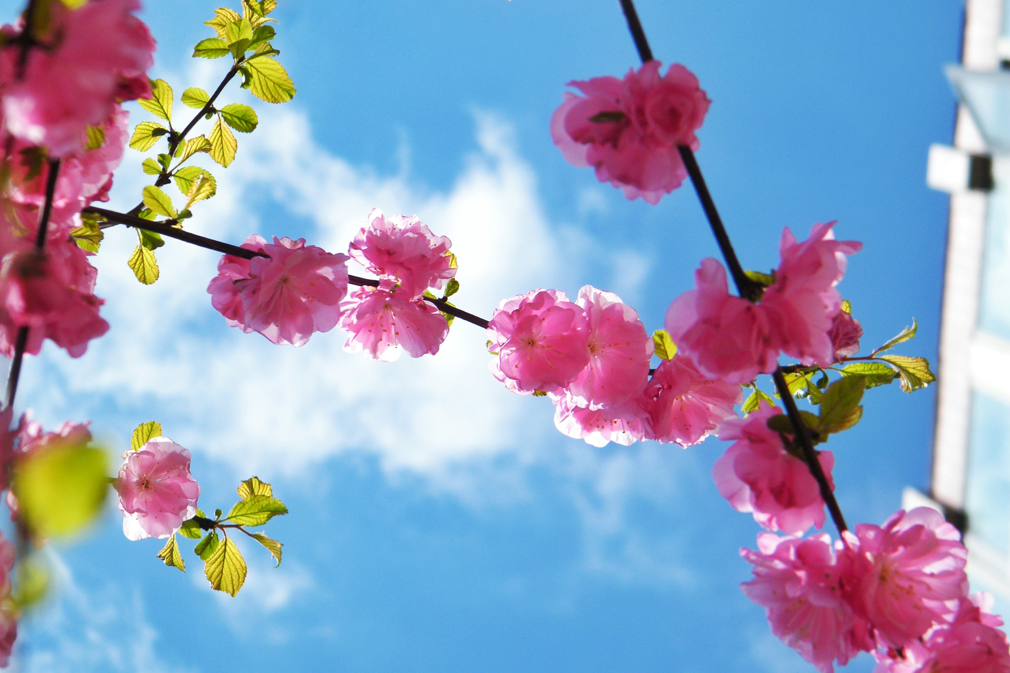 Fujifilm FinePix S2000HD sample photo