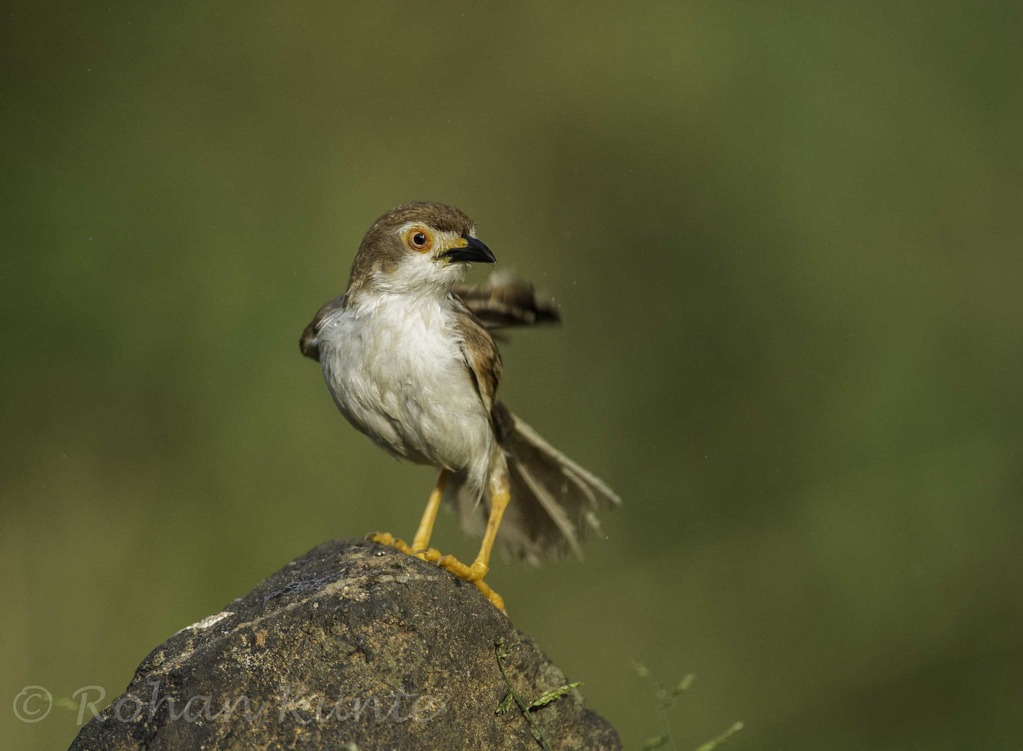 Nikon D7100 sample photo. Yellow eyed babbler photography