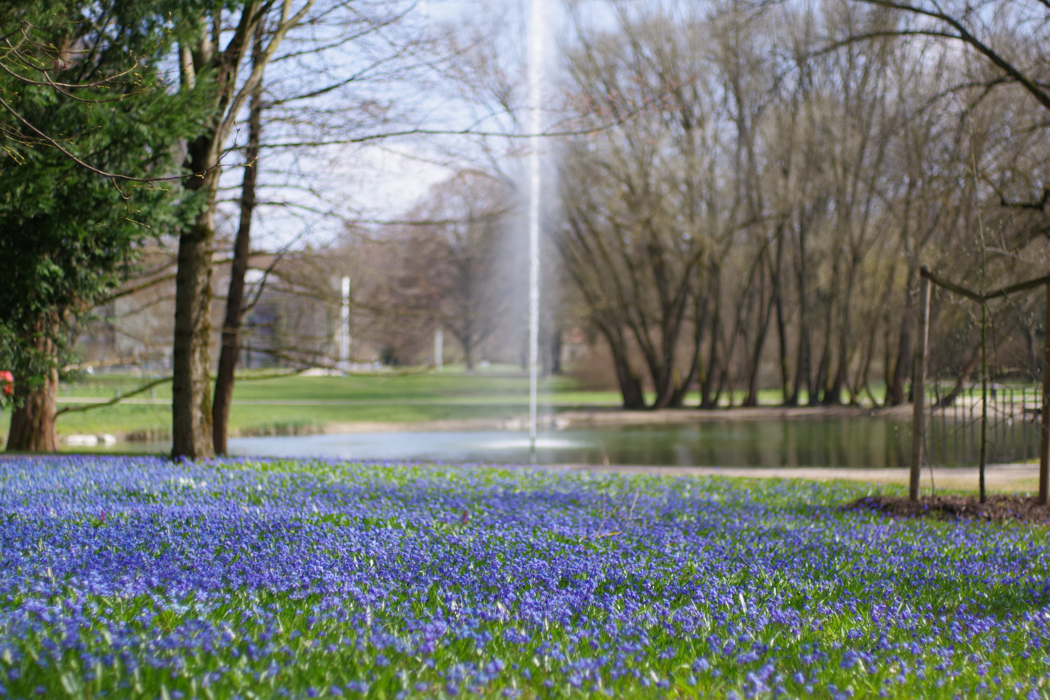 Pentax K-70 sample photo. Ocean of flowers photography