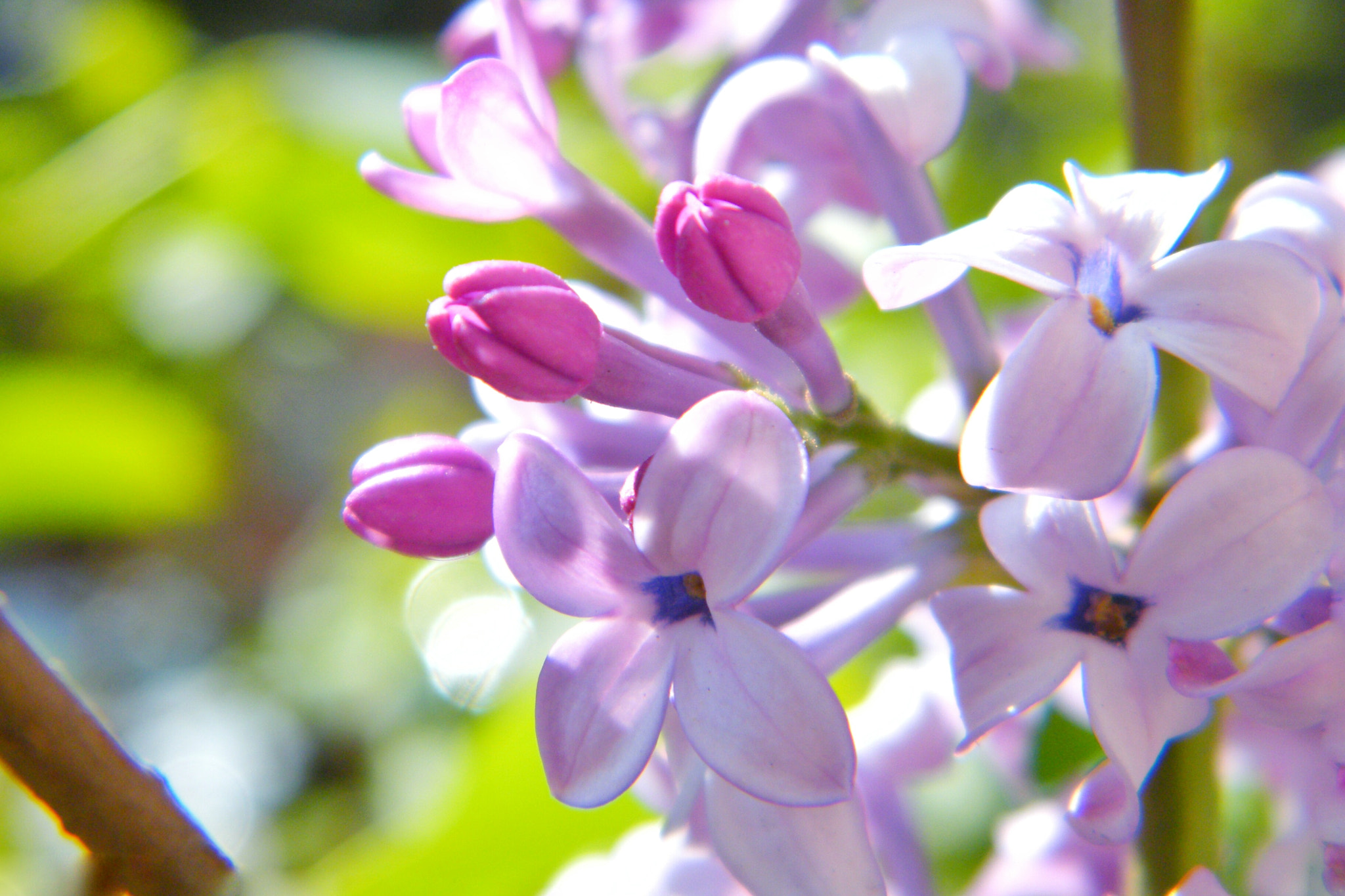 Fujifilm FinePix S2000HD sample photo