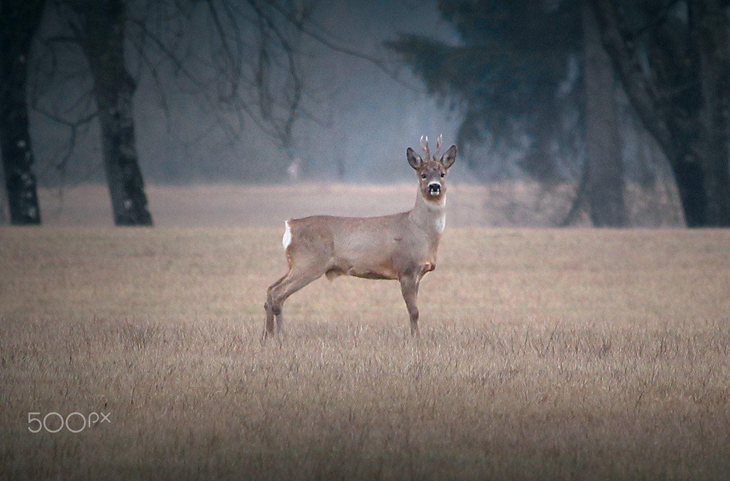 Canon EF-S 55-250mm F4-5.6 IS STM sample photo. Nature photography
