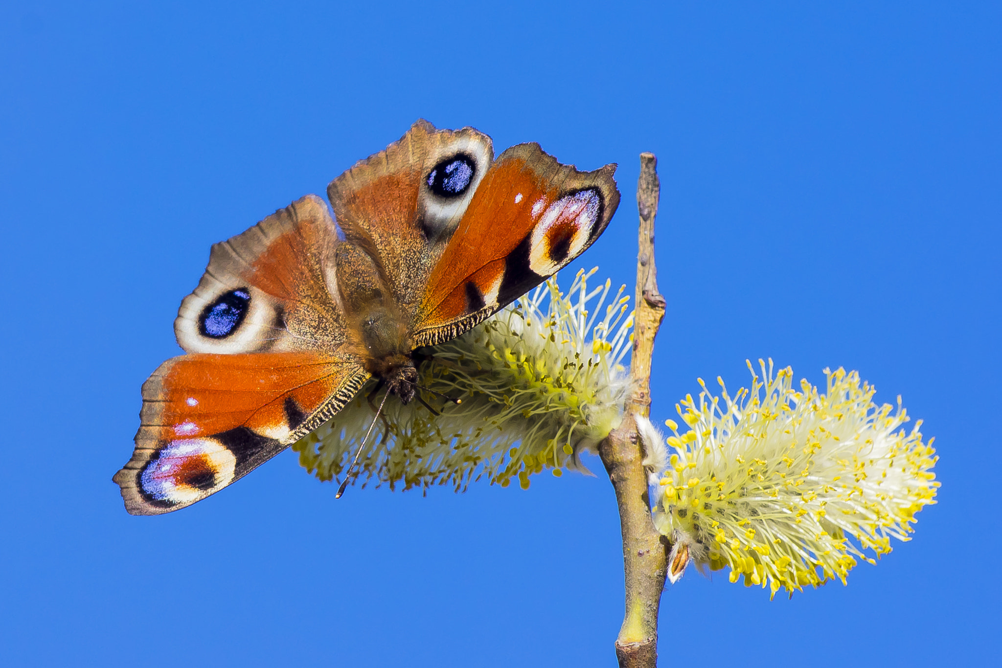 Pentax K-3 + Sigma sample photo. European peacock photography