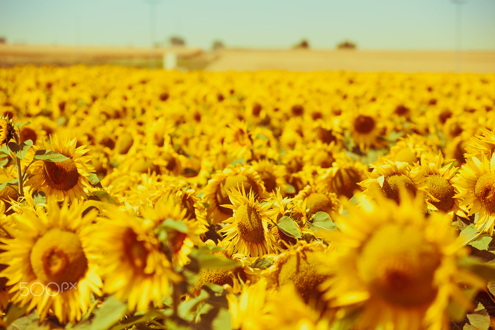 Canon EOS 5D Mark II sample photo. Sunflowers field photography