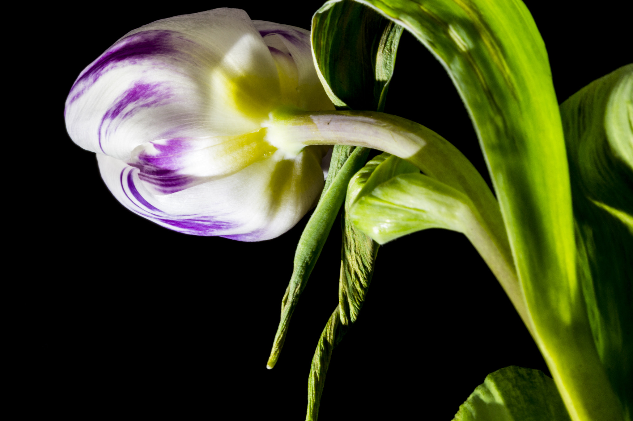 Canon EF 100mm F2.8 Macro USM sample photo. Tulip photography
