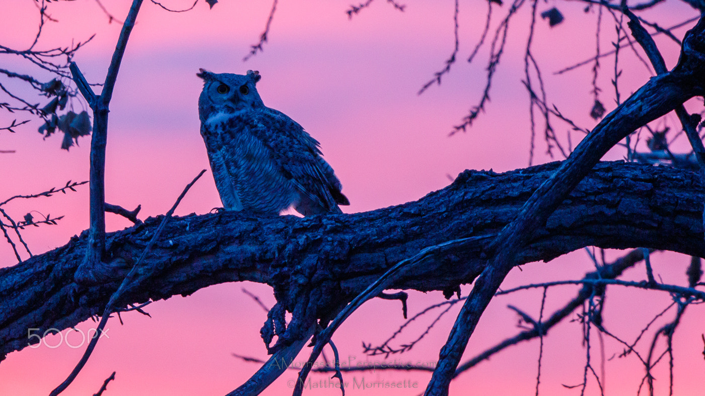 Canon EOS 7D Mark II + Canon EF 500mm F4L IS II USM sample photo. Great horned owl at sunrise photography