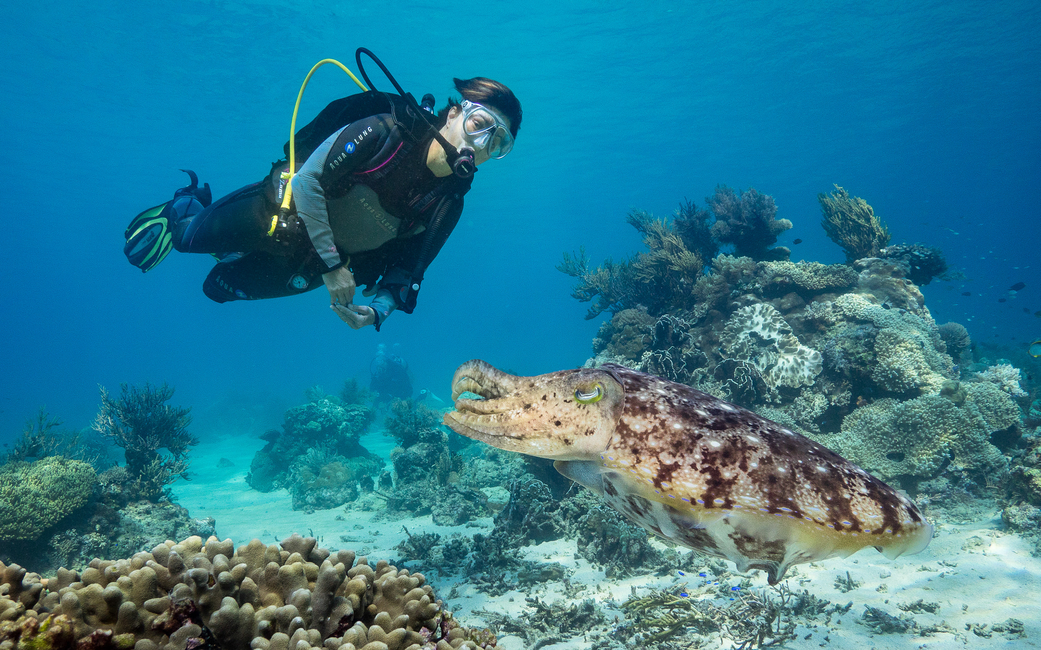 Panasonic Lumix G Vario 7-14mm F4 ASPH sample photo. Dive with sepia photography