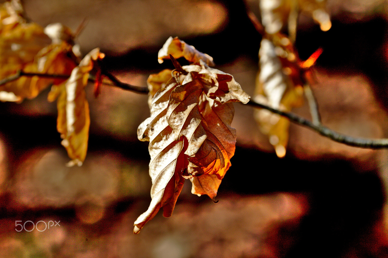 Canon EOS-1D Mark IV + Sigma 105mm F2.8 EX DG OS HSM sample photo. Last leaves from 2016 photography