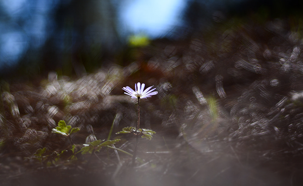 Nikon D7100 + Nikon AF Micro-Nikkor 60mm F2.8D sample photo. Flower bokeh photography