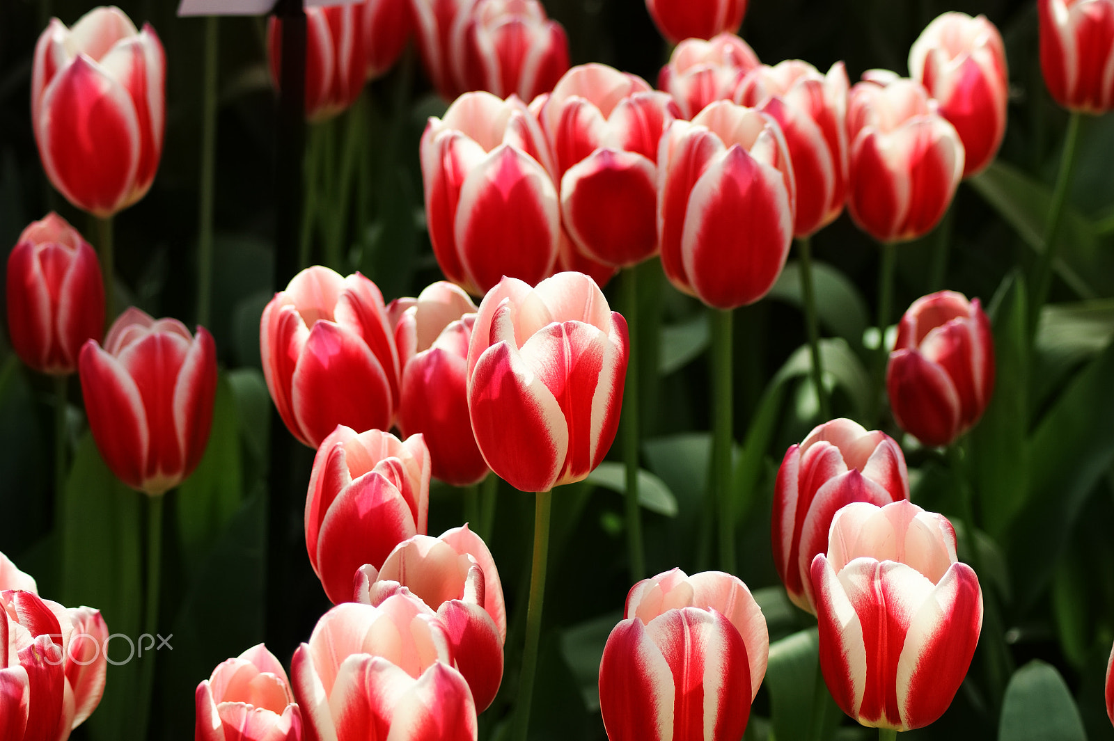 Sony Alpha DSLR-A290 sample photo. Red tulips photography