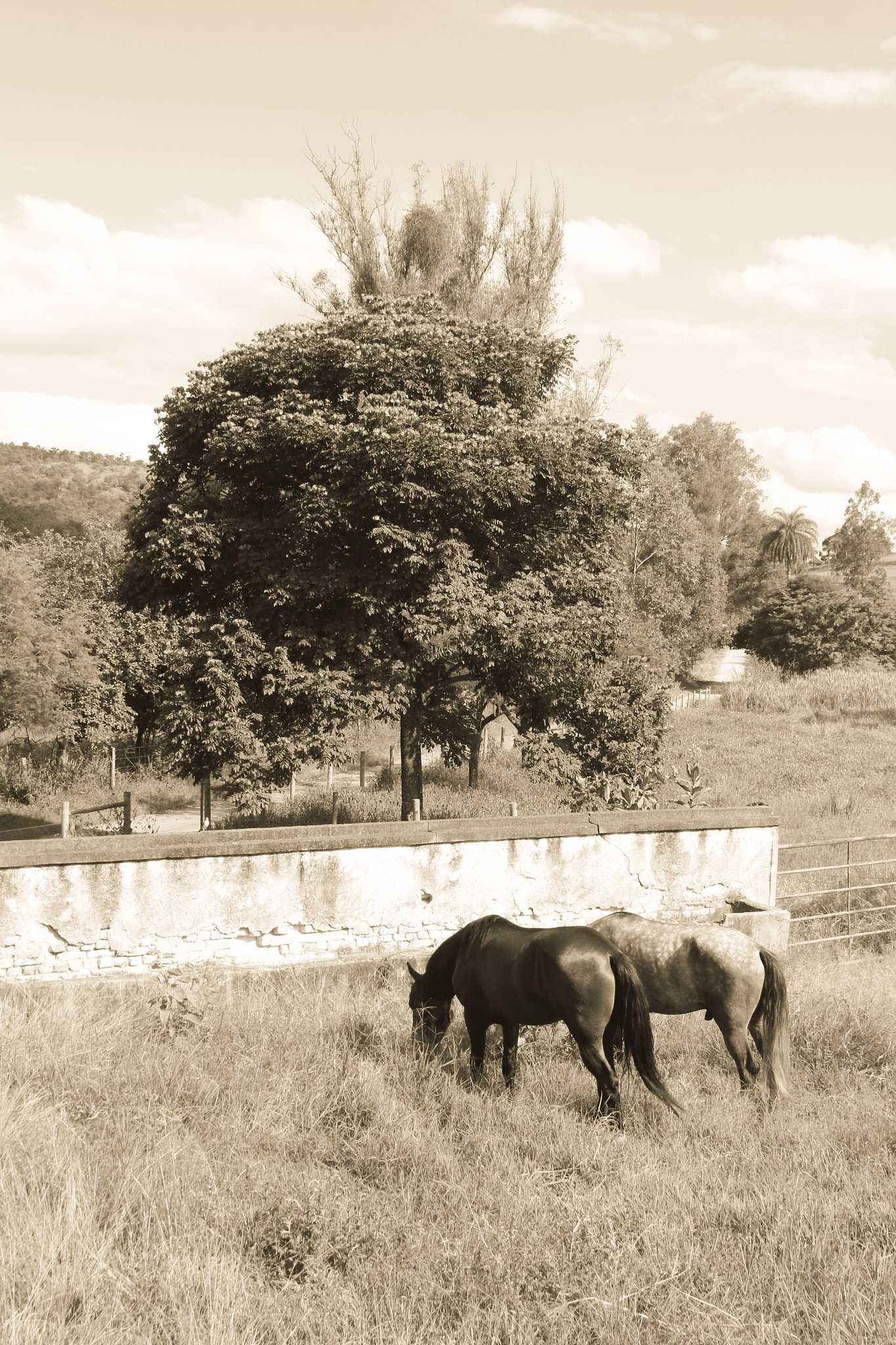 Canon EF 28-135mm F3.5-5.6 IS USM sample photo. Horses photography
