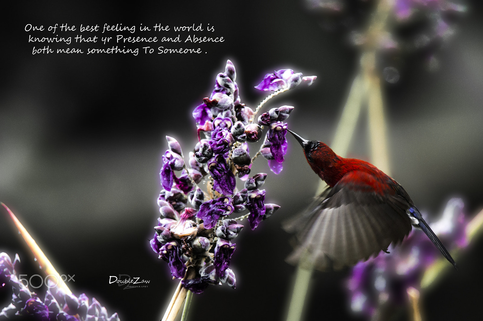 Nikon D4 sample photo. Crimson sunbird photography