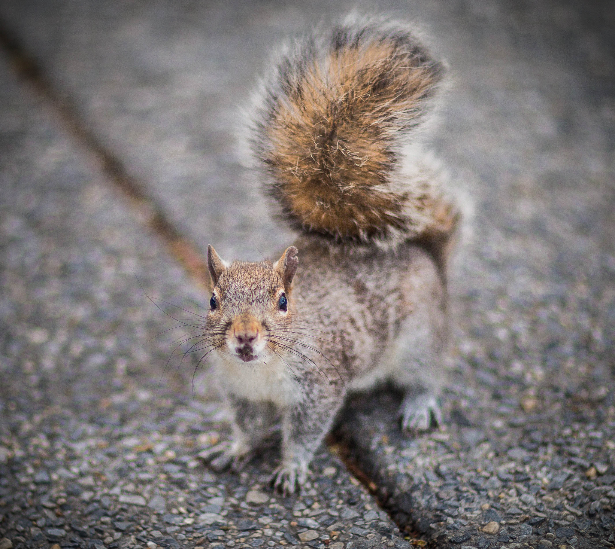 Canon EOS 6D + Canon EF 85mm F1.2L II USM sample photo