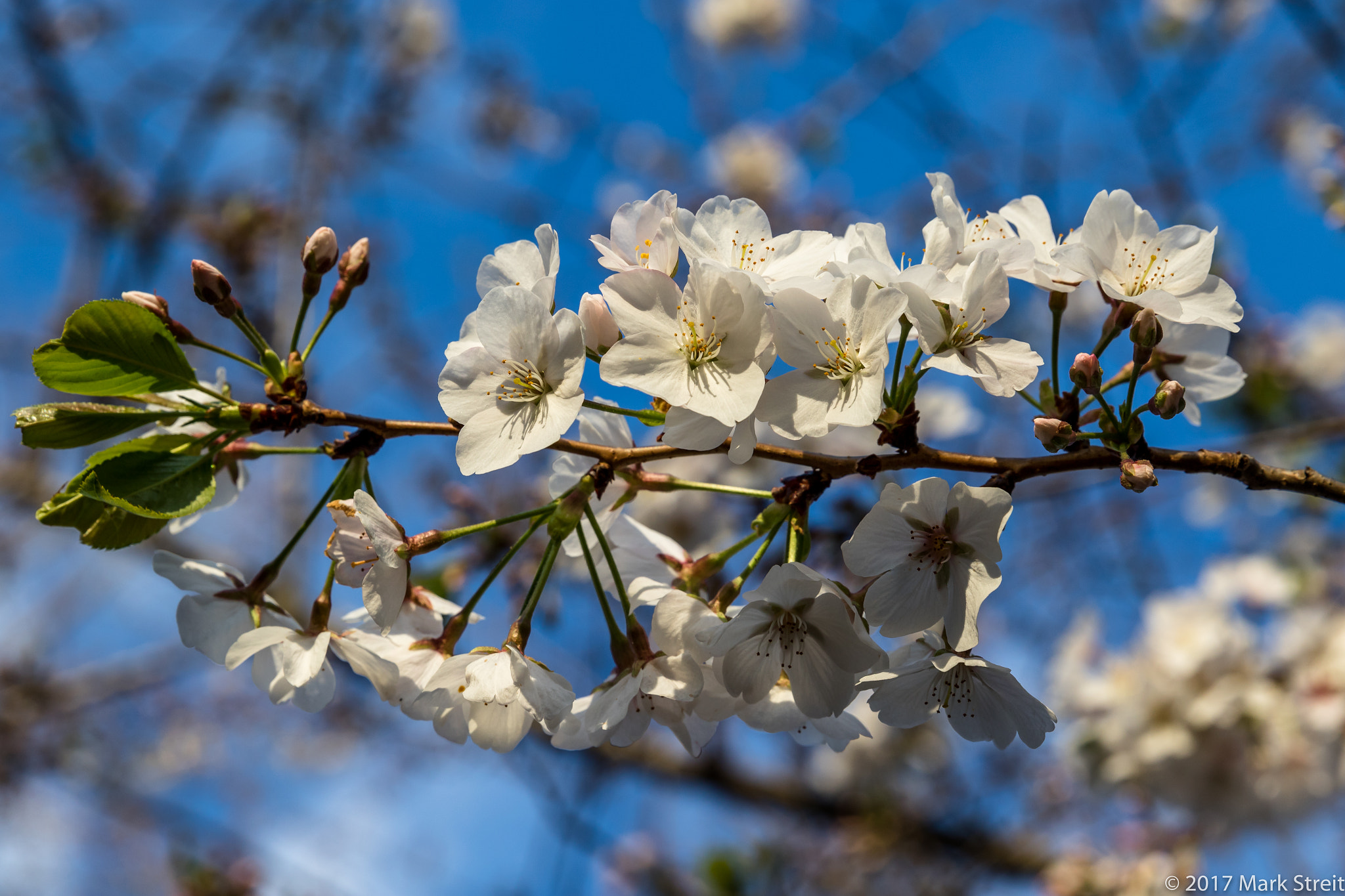 Canon EOS 7D Mark II sample photo. Spring cherry blooms photography